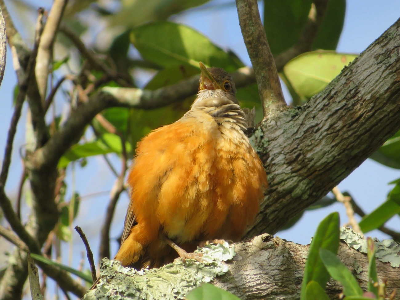 Sabiá-laranjeira (Turdus rufiventris), aves, fotografado em Maresias, São Sebastião