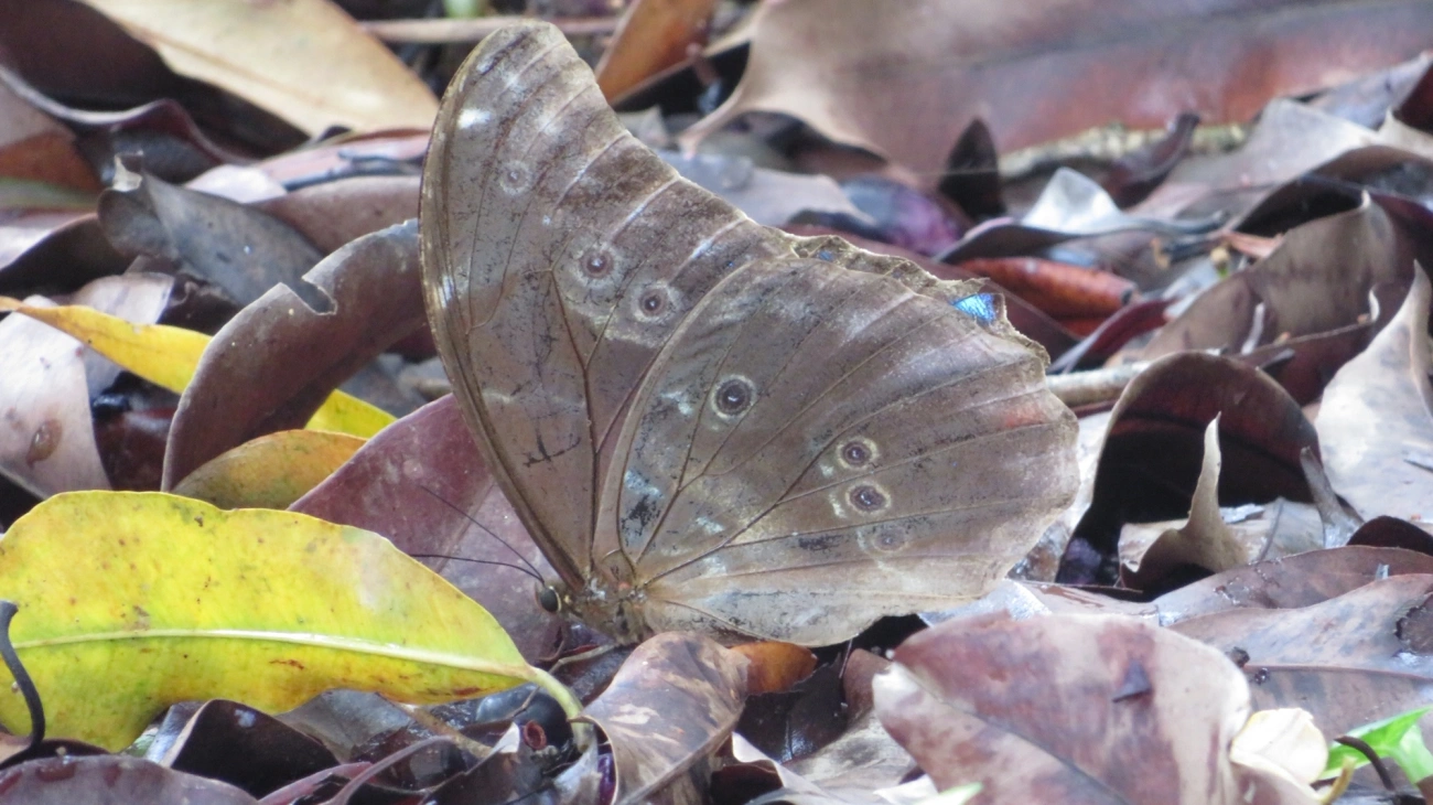 Azulão (Morpho menelaus), insetos, fotografado em Maresias, São Sebastião