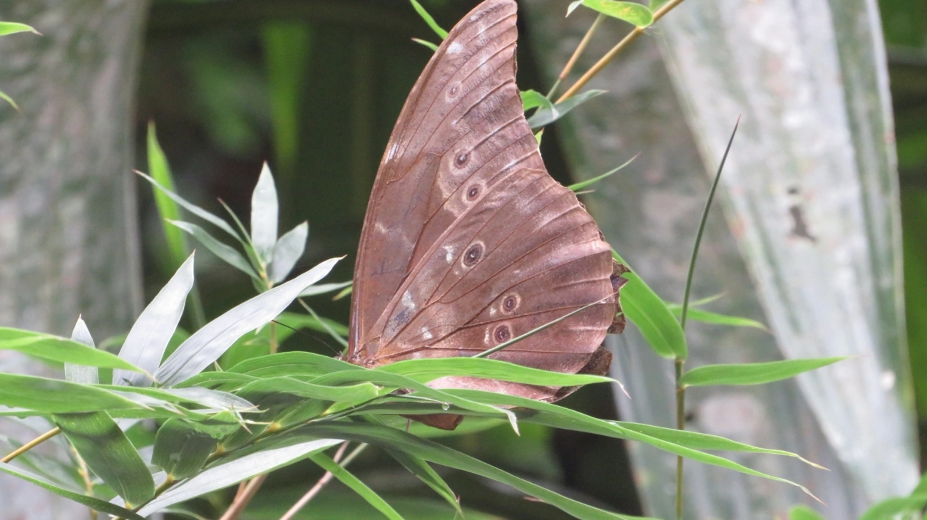 Azulão (Morpho menelaus), insetos, fotografado em Maresias, São Sebastião