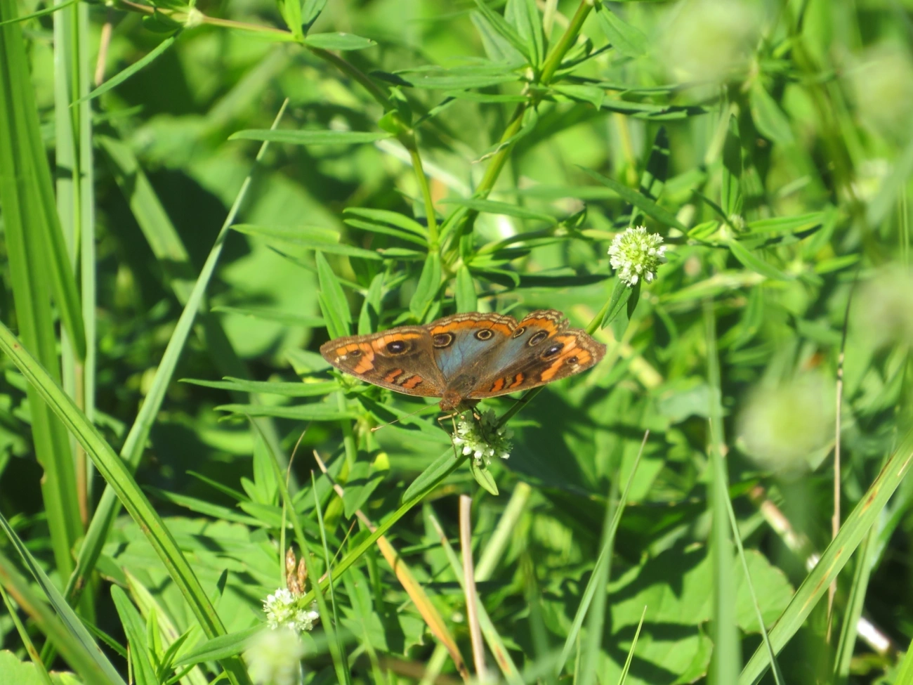 Borboleta-Olho-de-Pavão-Diurno (Junonia evarete), insetos, fotografado em Maresias, São Sebastião