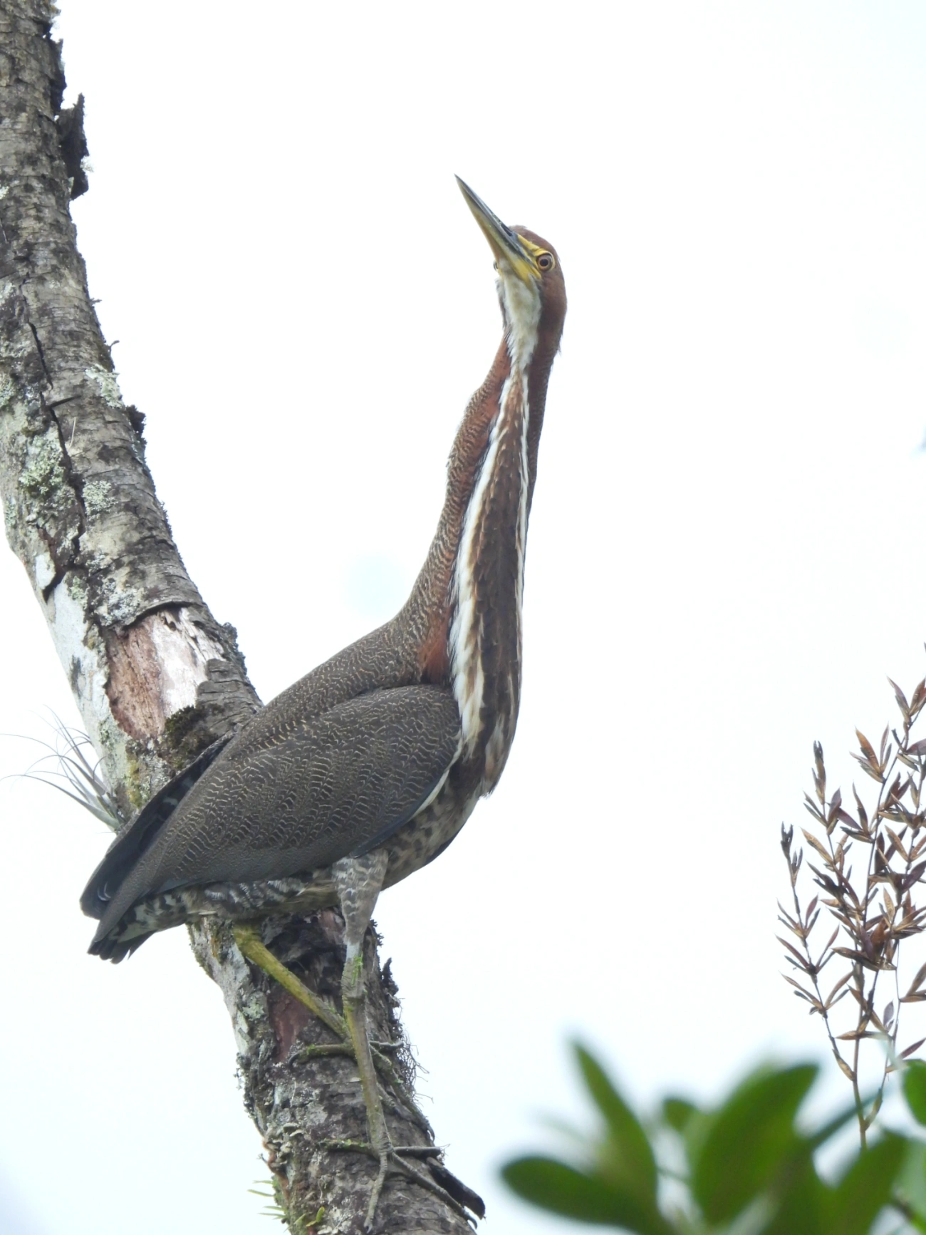 Socó-boi (Tigrisoma lineatum), aves, fotografado em Maresias, São Sebastião