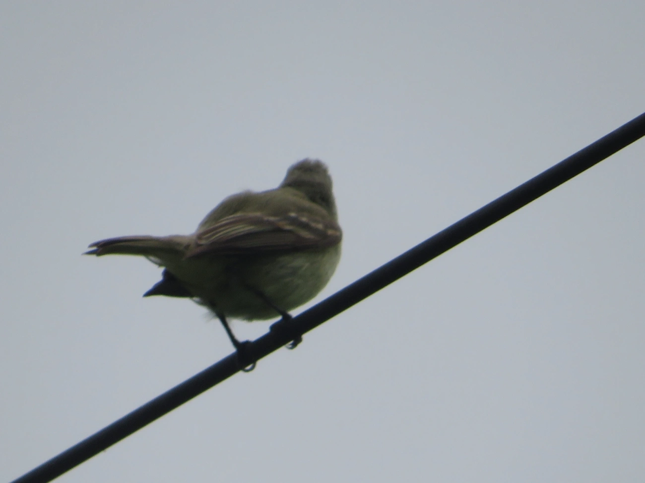 Risadinha (Camptostoma obsoletum), aves, fotografado em Maresias, São Sebastião
