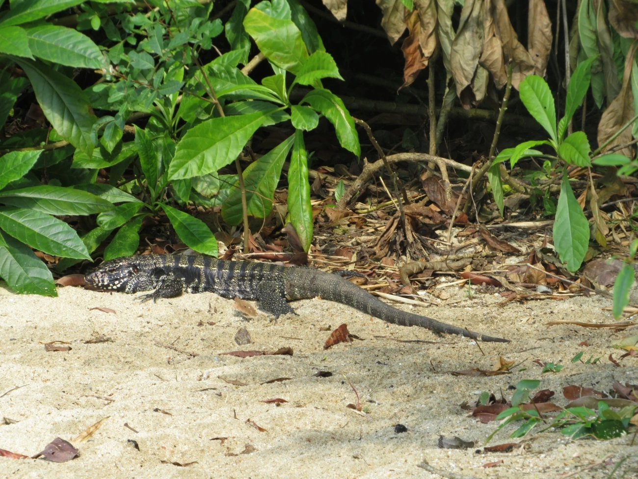 Teiú (Salvator merianae), répteis, fotografado em Mocóca