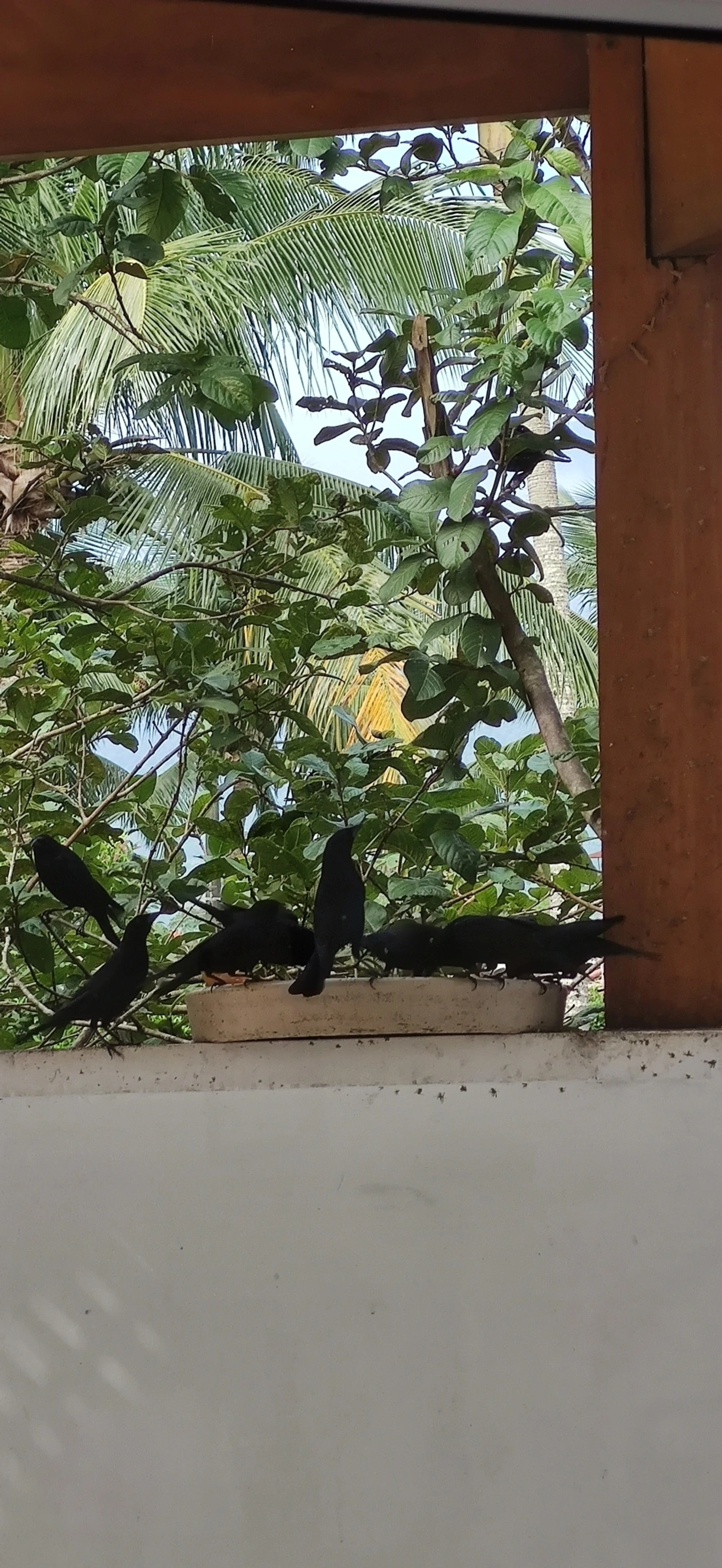 Chupim (Molothrus bonariensis), aves, fotografado em Maresias, São Sebastião