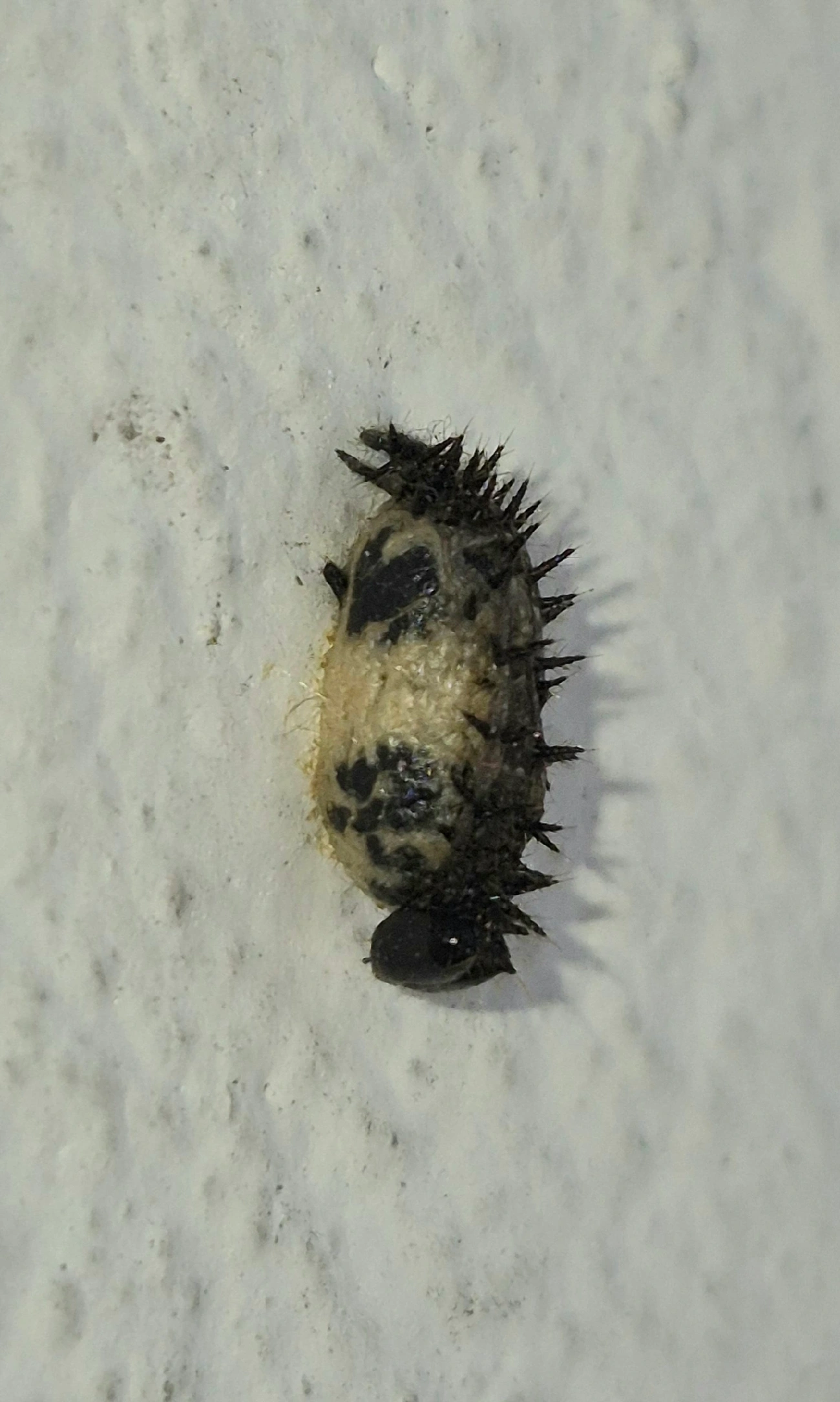 Joaninha-de-vinte-e-oito-pintas (Henosepilachna vigintioctopunctata), insetos, fotografado em Maresias, São Sebastião