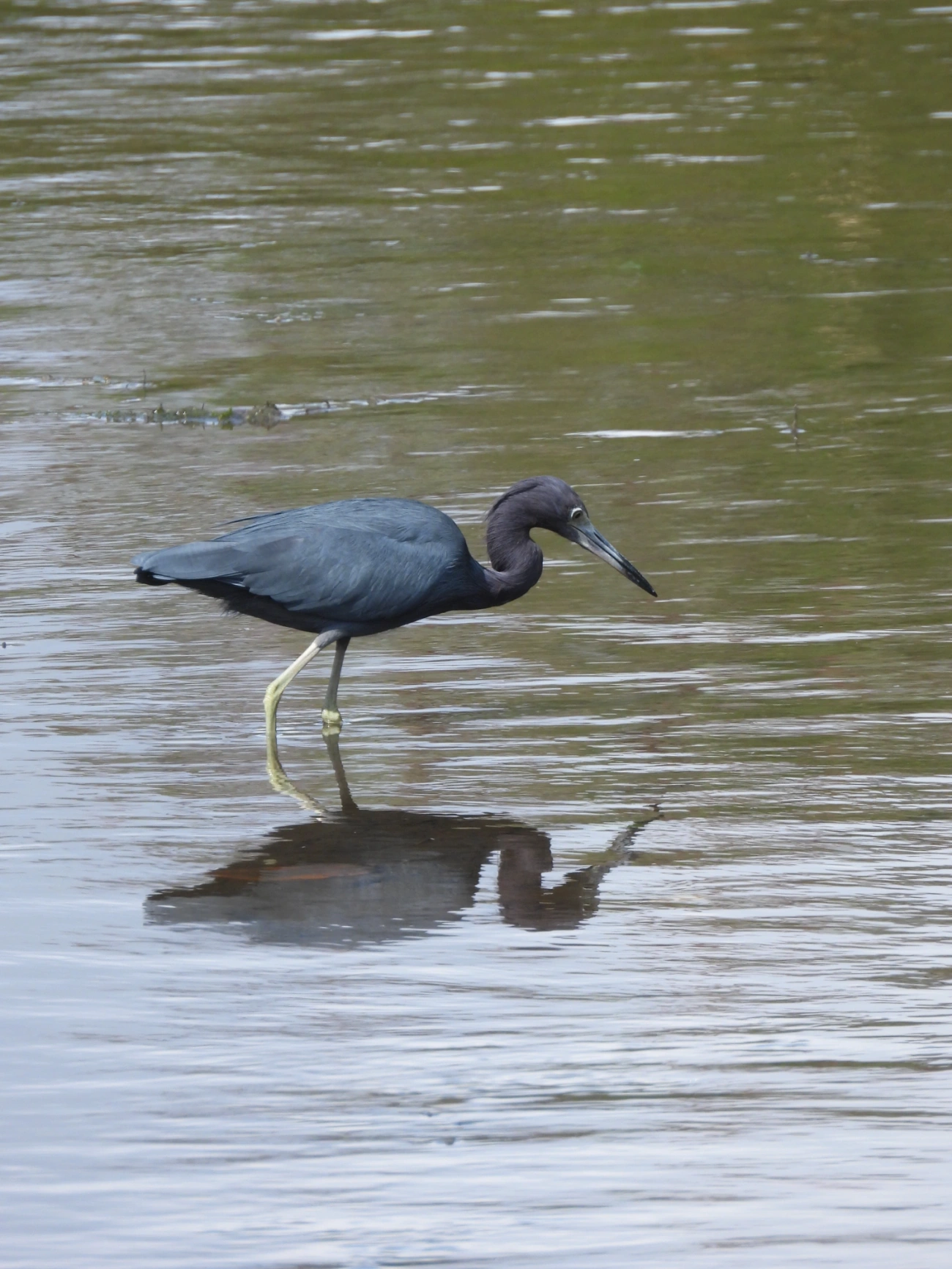 Garça-azul (Egretta caerulea), aves, fotografado em Maresias, São Sebastião