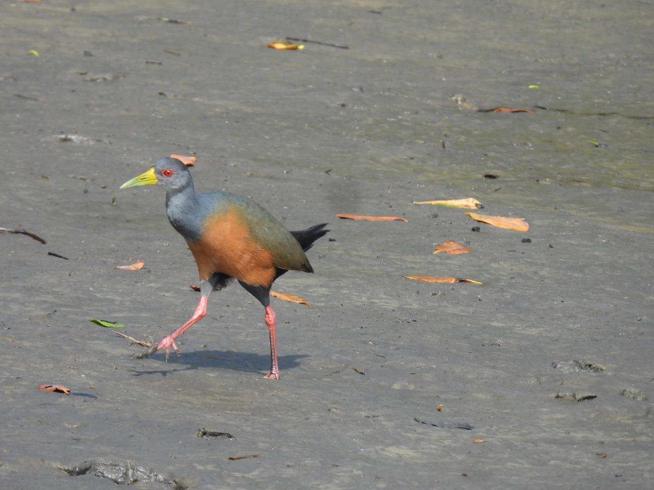 Saracura-três-potes (Aramides cajaneus), aves, fotografado em Cananéia