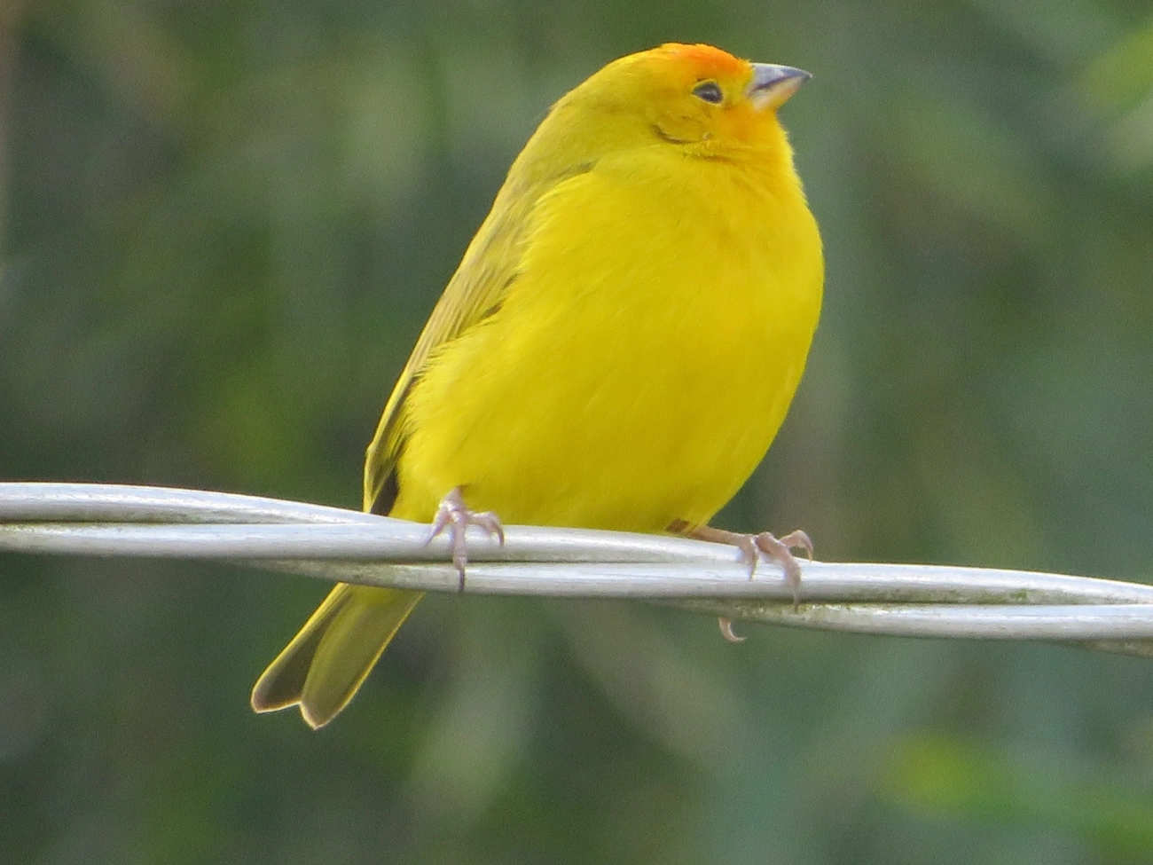 Canário-da-terra-verdadeiro (Sicalis flaveola), aves, fotografado em Maresias, São Sebastião