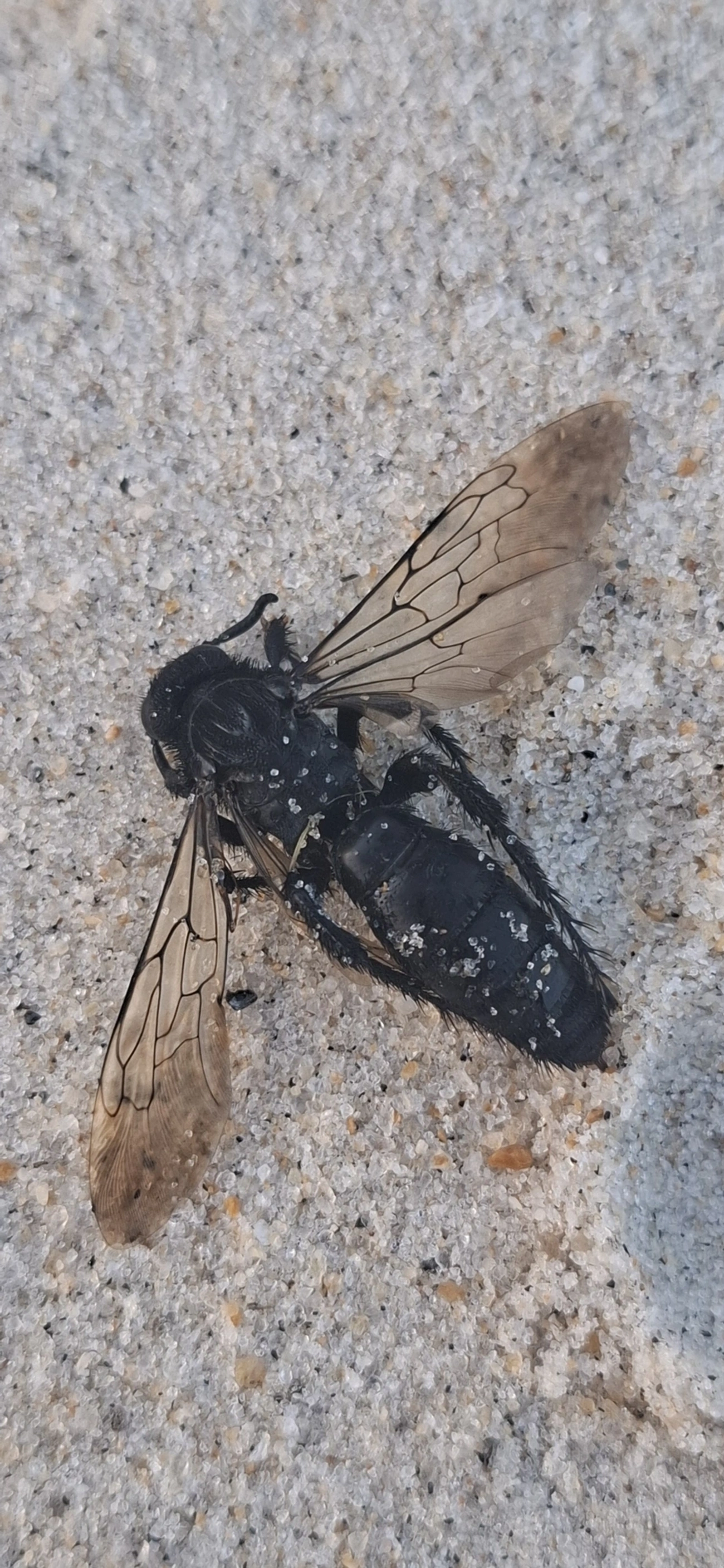 Scoliidae, insetos, fotografado em São Sebastião