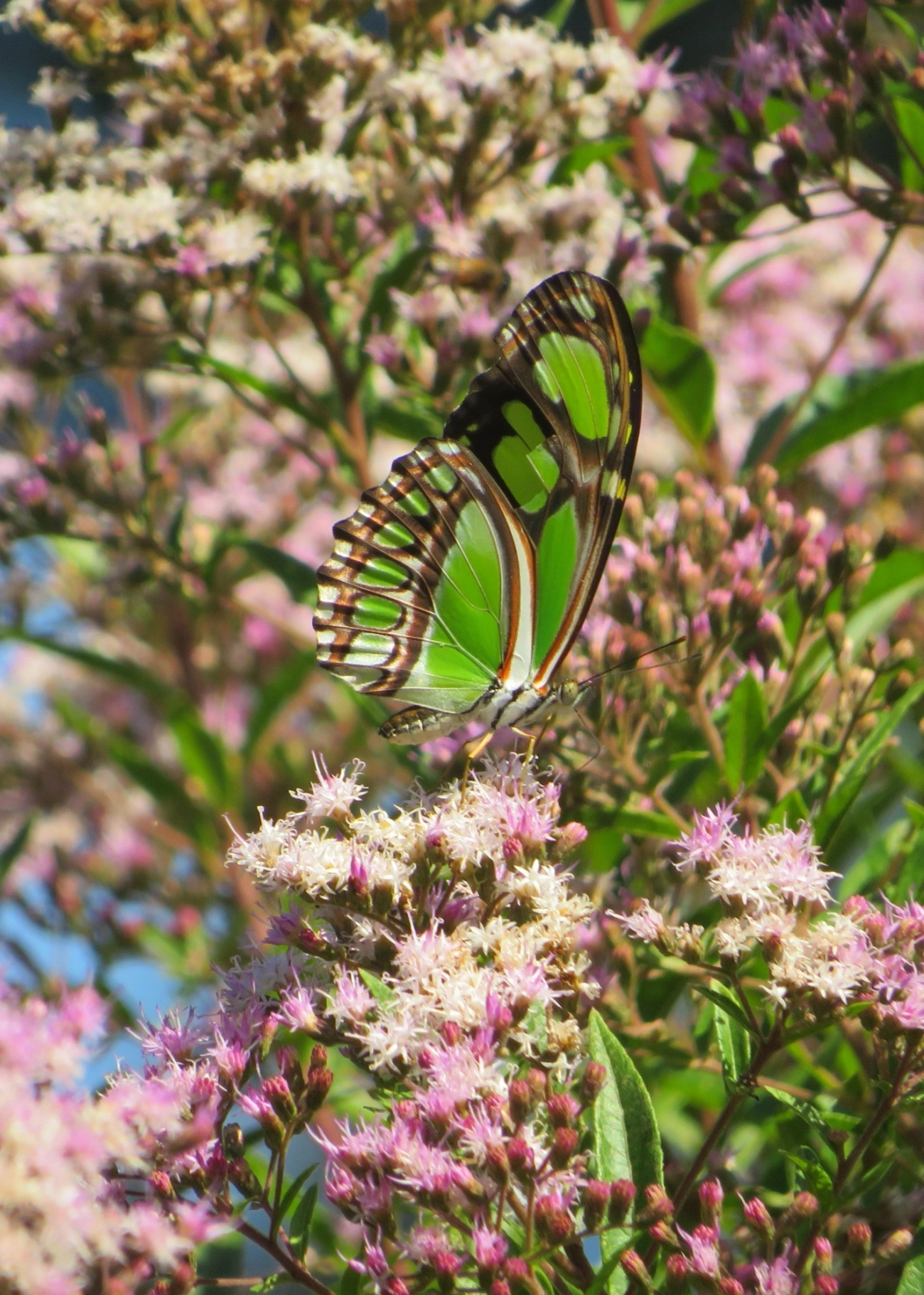 Borboleta-esmeralda (Philaethria wernickei), insetos, fotografado em Maresias, São Sebastião