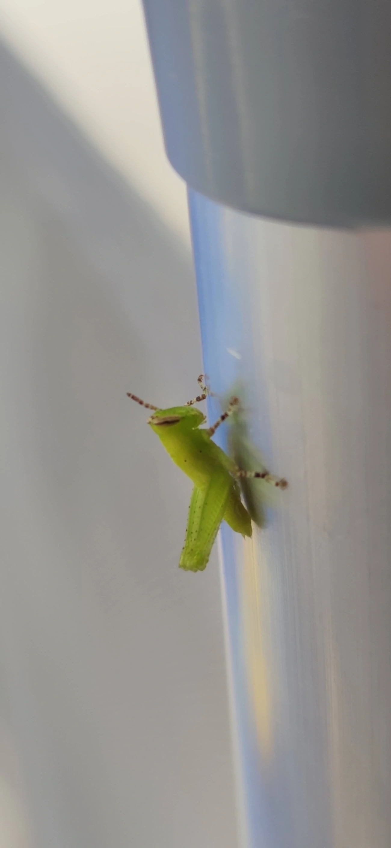 Gafanhotos-de-Antenas-Curtas (Acrididae), insetos, fotografado em Maresias, São Sebastião