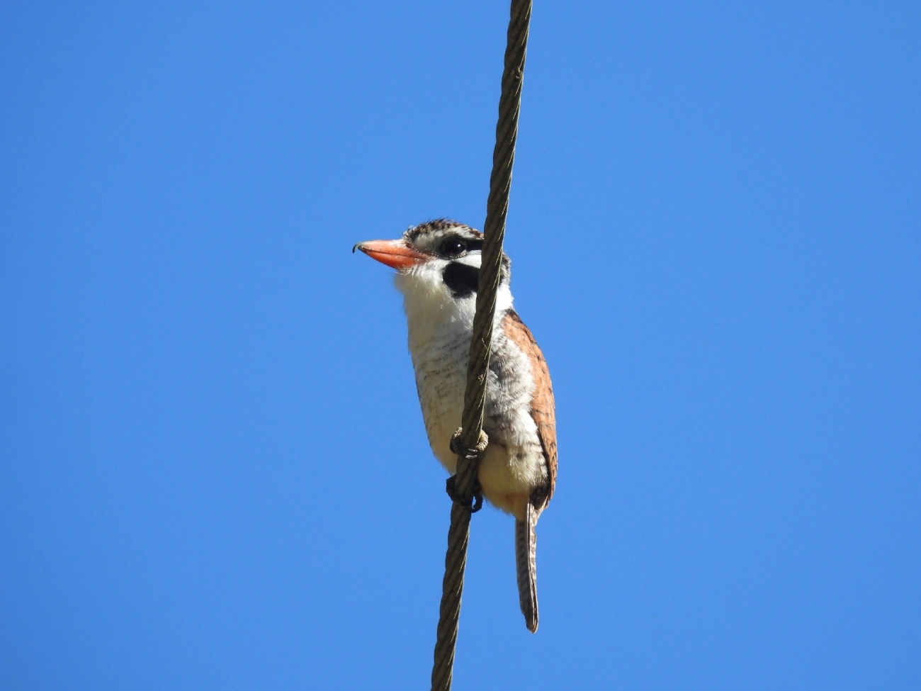 João-bobo (Nystalus chacuru), aves, fotografado em Catuçaba, São Luíz do Paraitinga