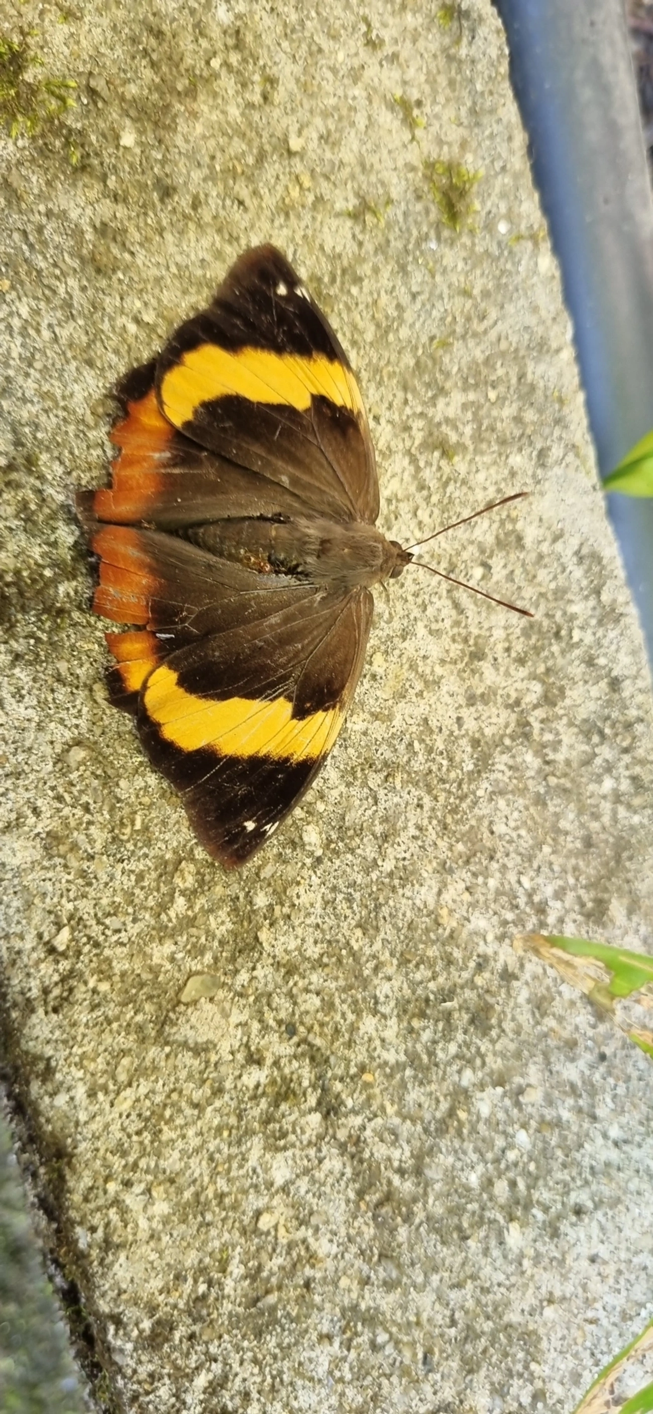 Lagarta-verde-das-palmeiras (Opsiphanes invirae), insetos, fotografado em Calhetas, São Sebastião