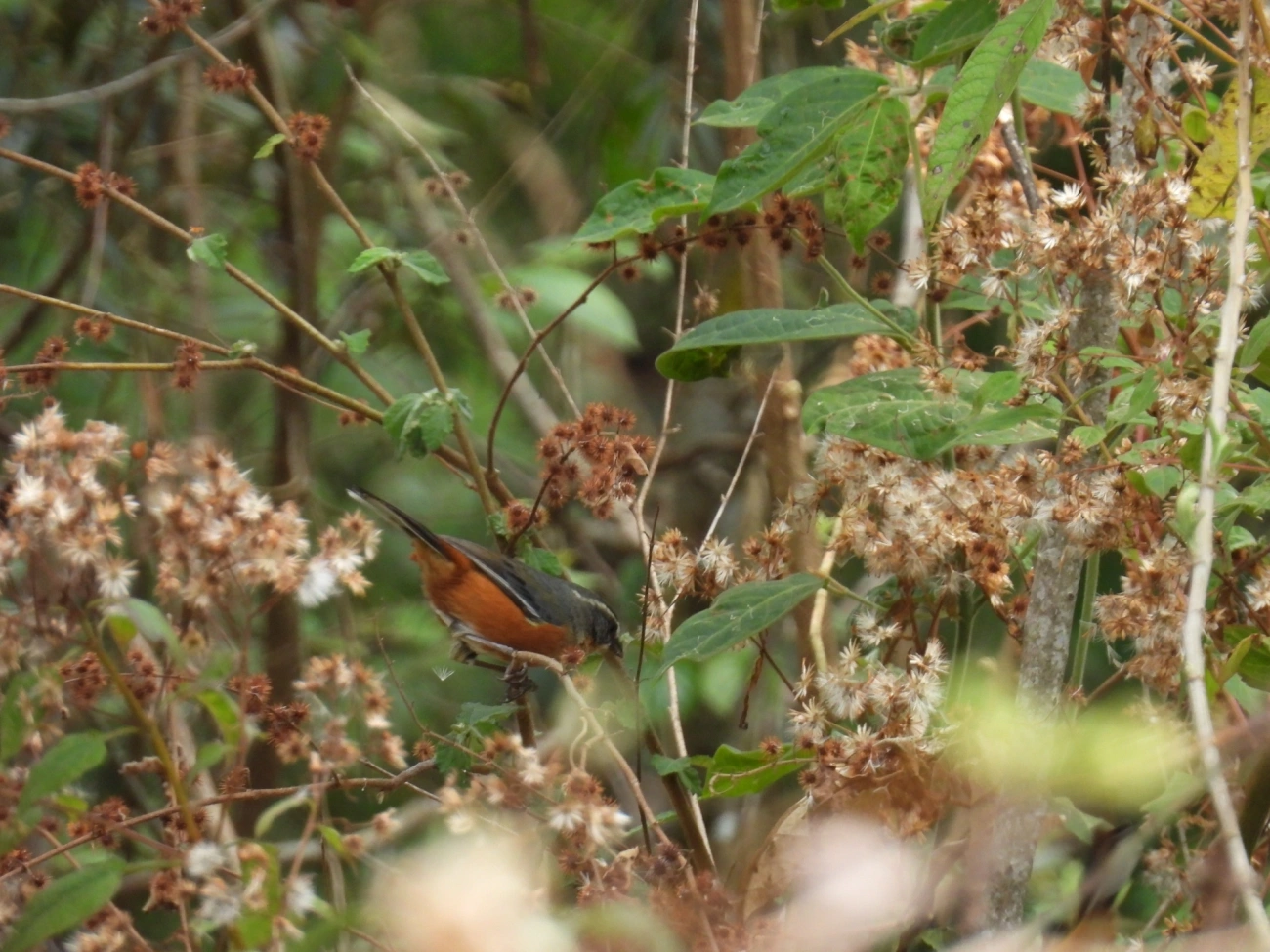 Quete-do-Sudeste (Microspingus lateralis), aves, fotografado em Itamonte