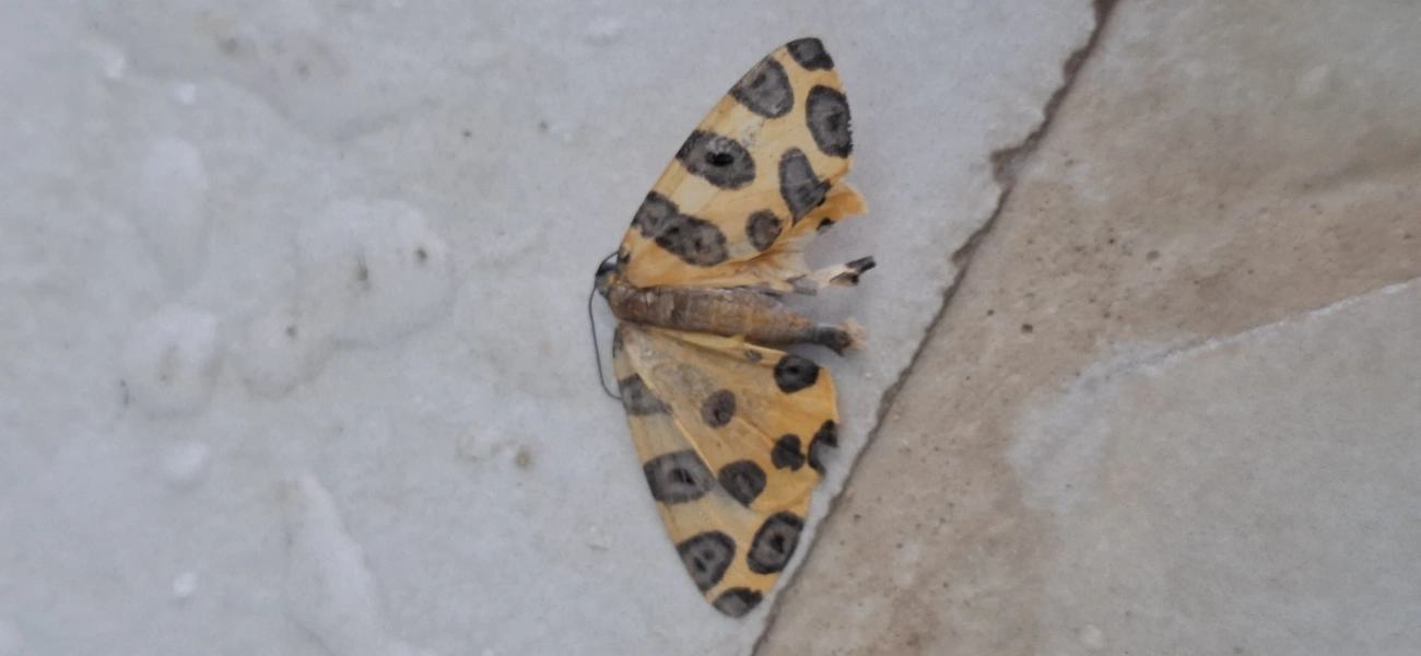 Mariposas-Leopardo (Pantherodes), insetos, fotografado em Amparo