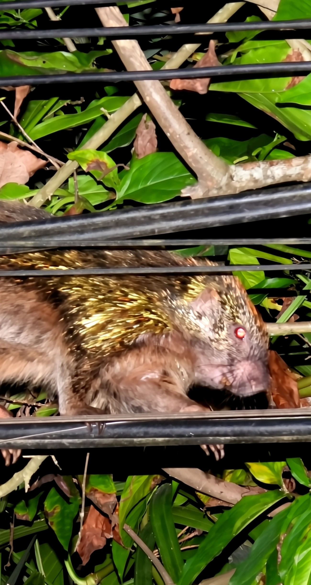 Coandu-alaranjado (Coendou spinosus), mamíferos, fotografado em Maresias, São Sebastião