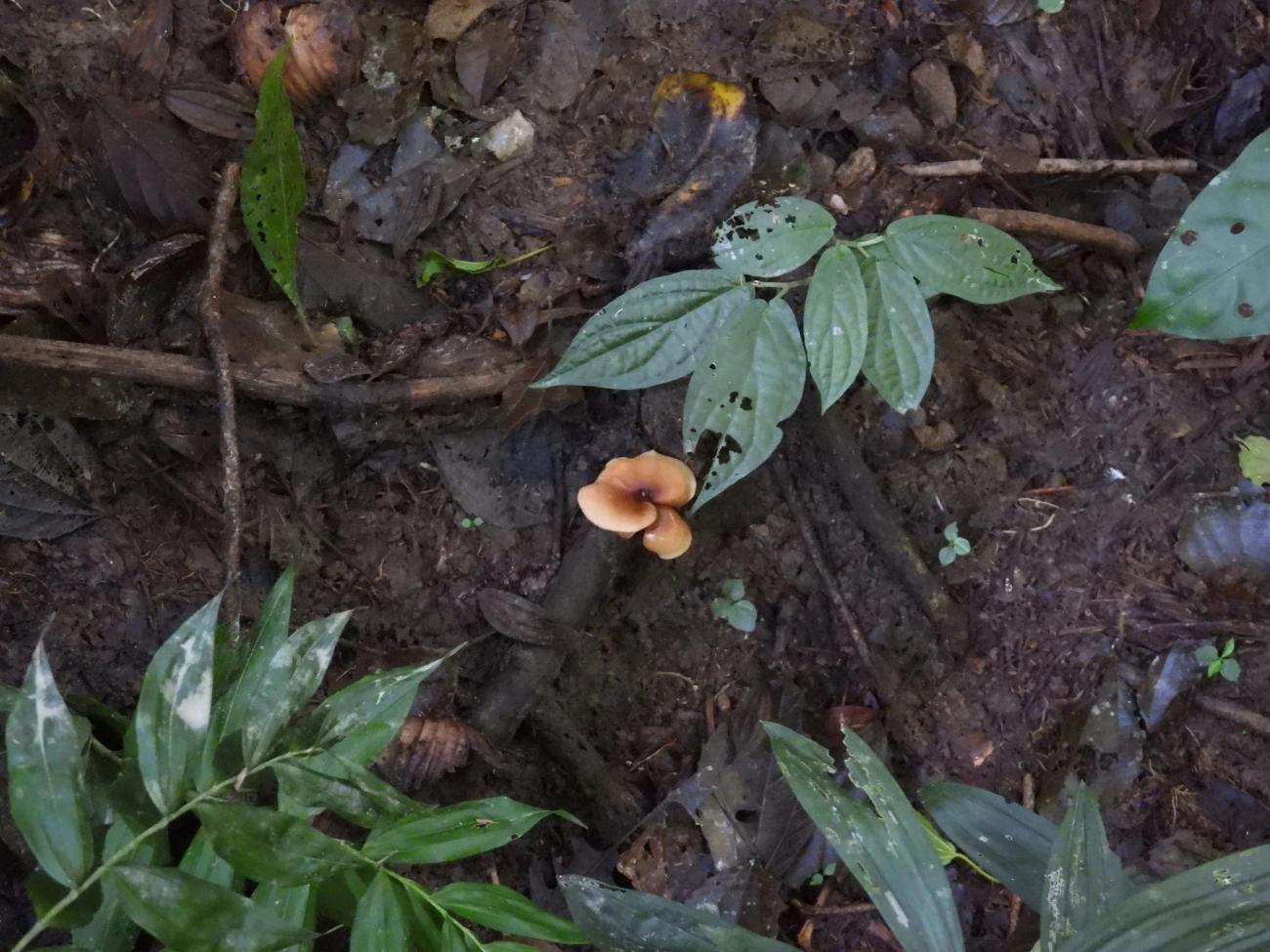 Cogumelos Lamelados (Agaricales), fungos, fotografado em Paranapiacaba, Santo André