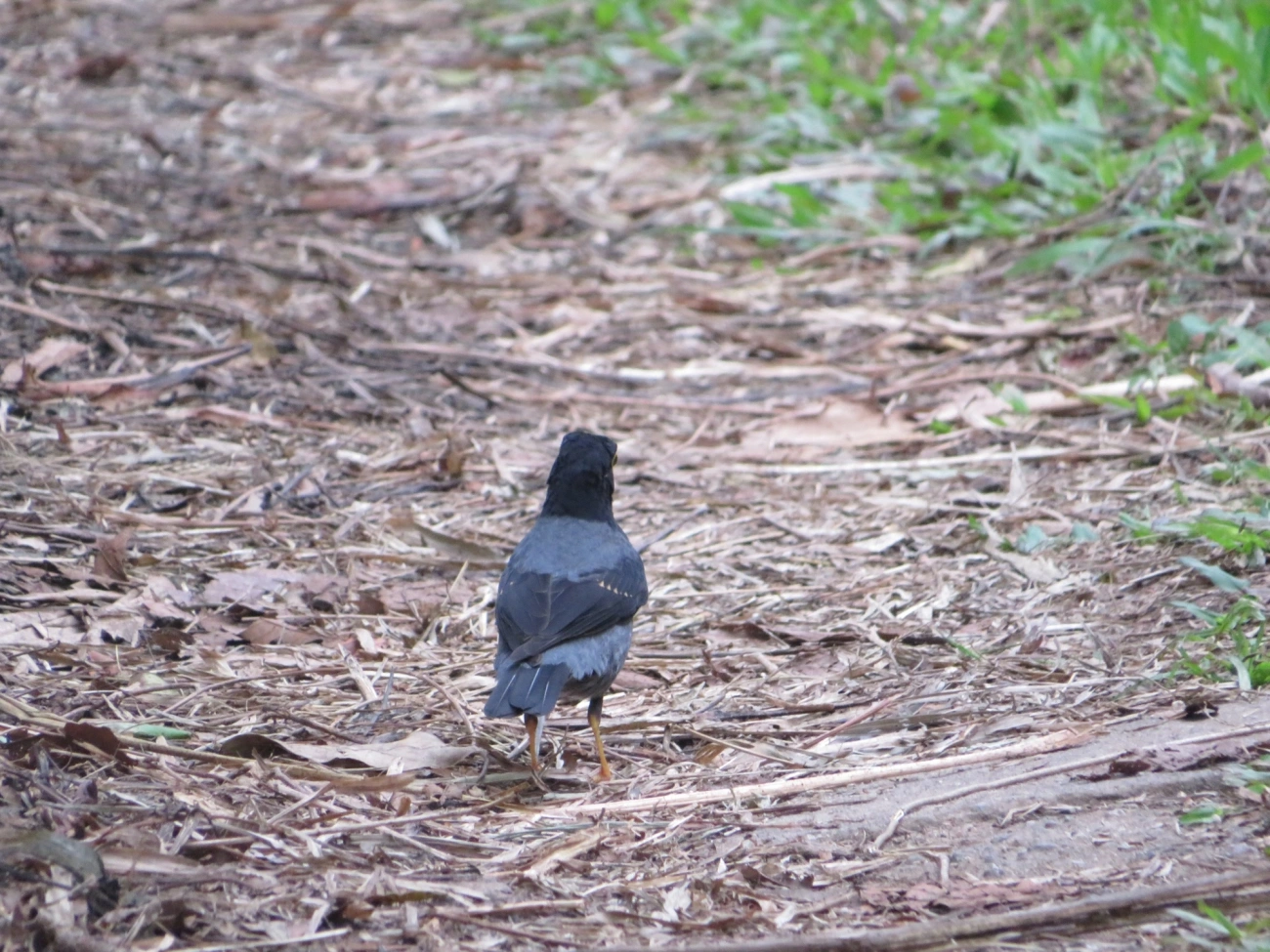 Sabiá-una (Turdus flavipes), aves, fotografado em Maresias, São Sebastião