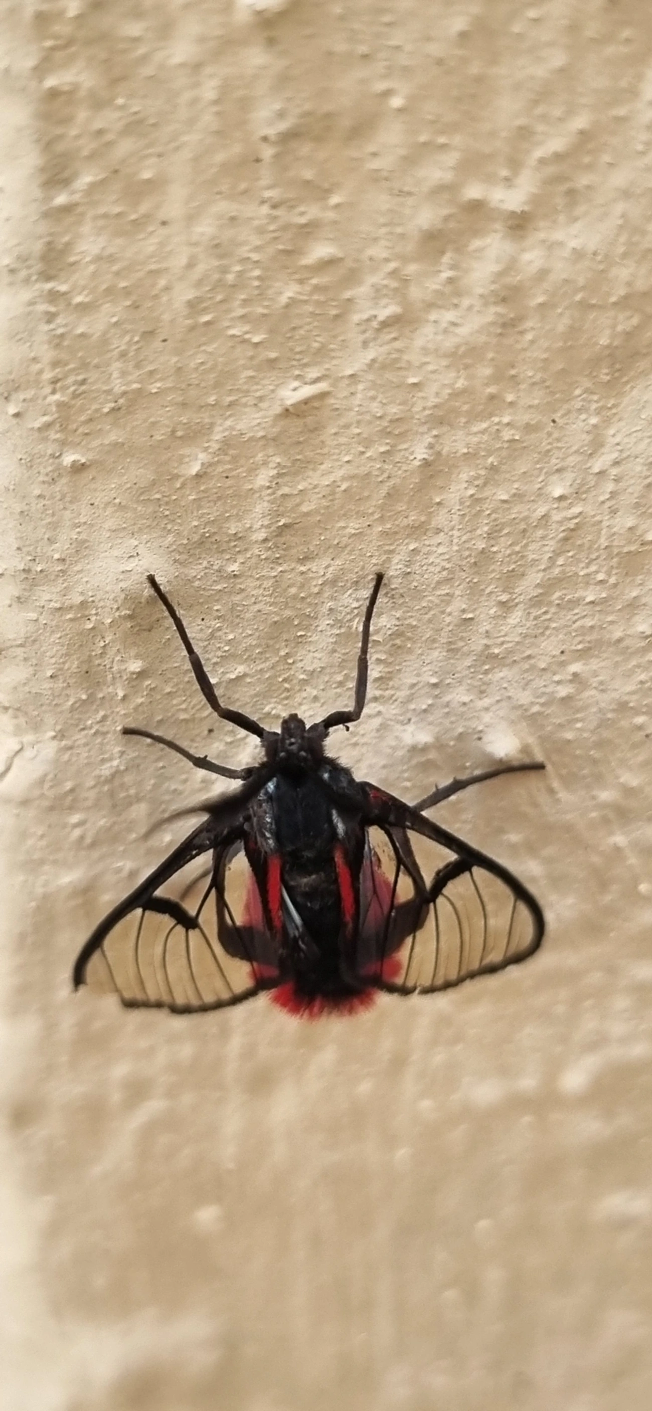 Dinia, insetos, fotografado em Indaiá, Caraguatatuba
