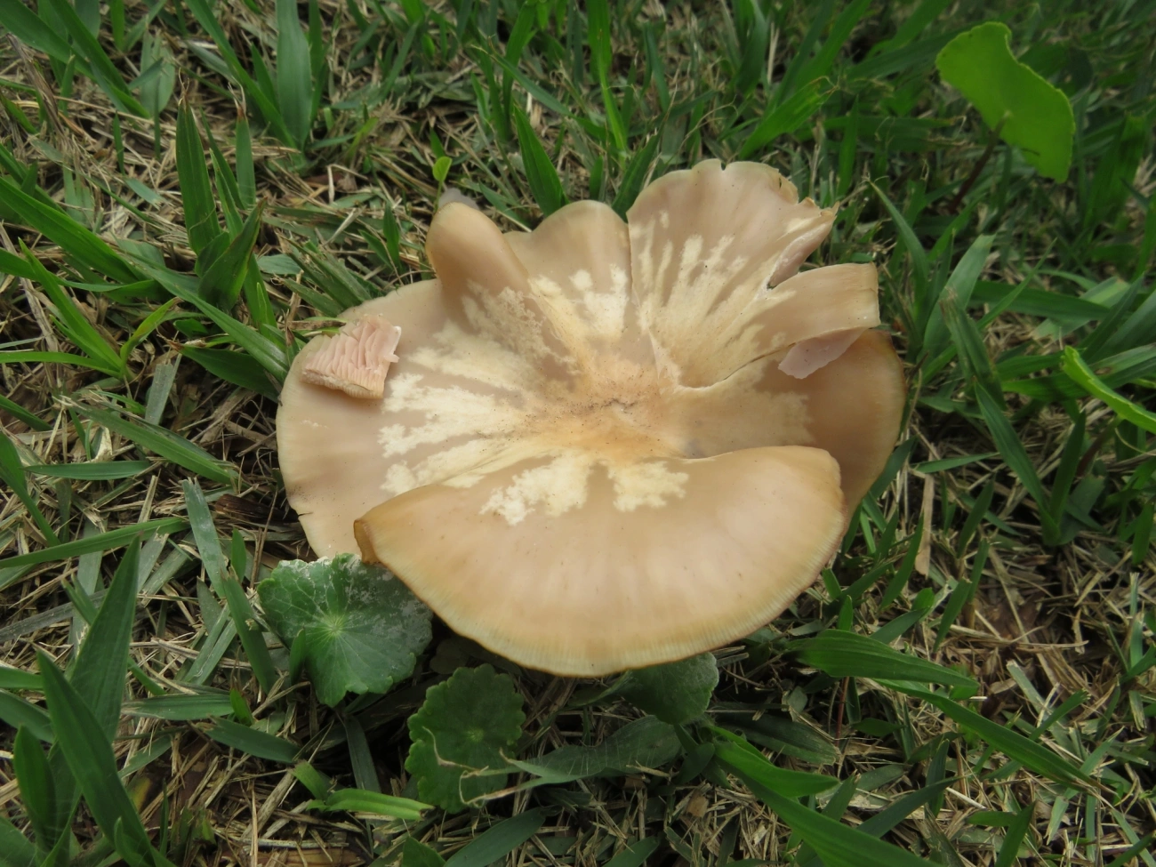 Cogumelos Lamelados (Agaricales), fungos, fotografado em Maresias, São Sebastião