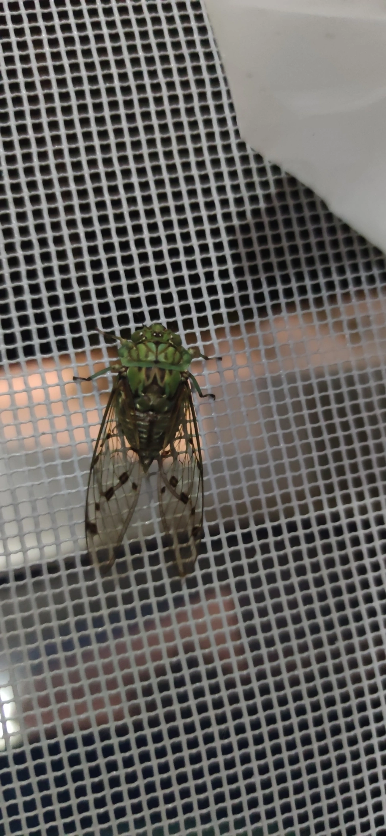 Cigarra-verde (Zammara tympanum), insetos, fotografado em Maresias, São Sebastião