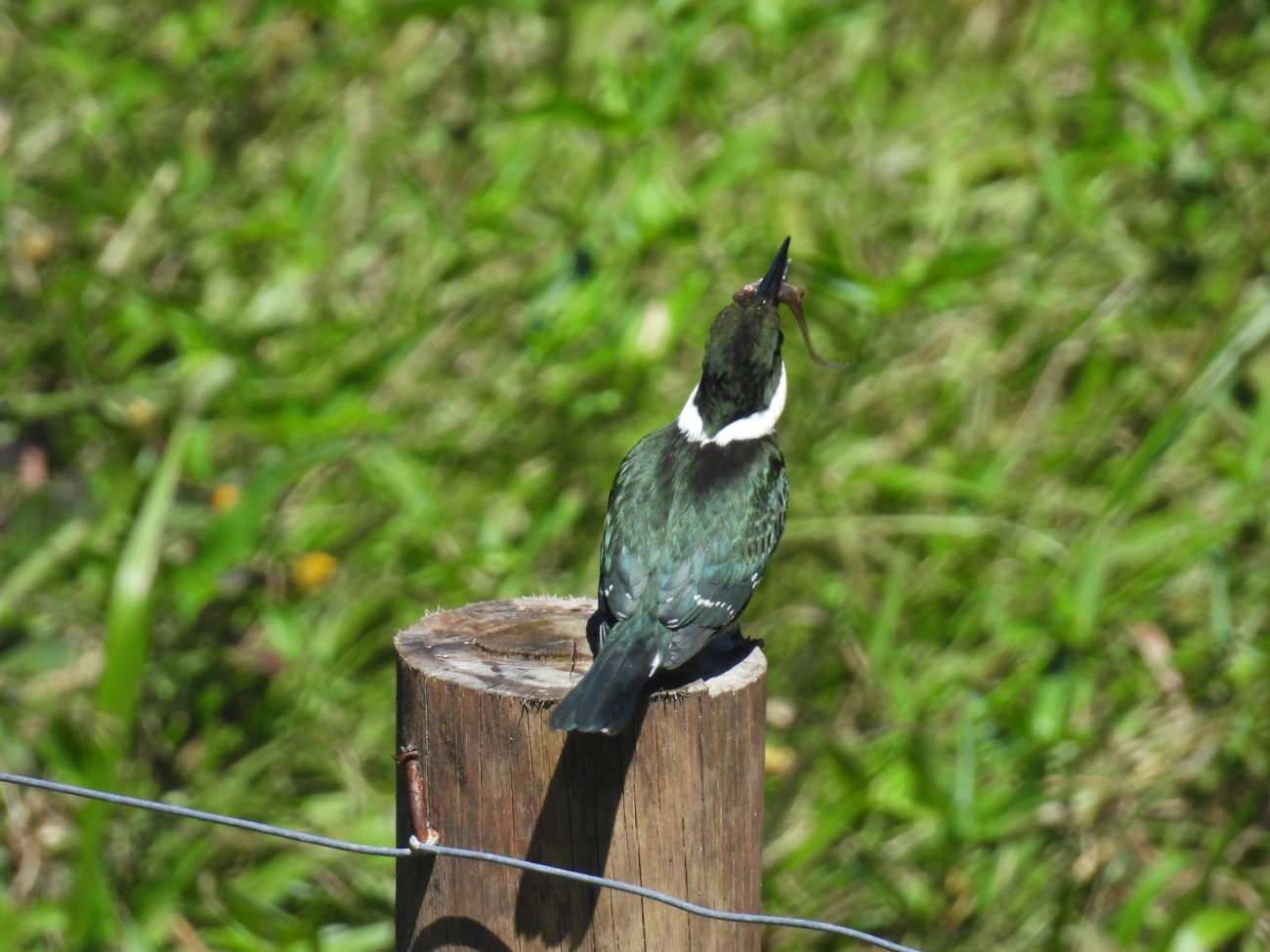 Martim-pescador-pequeno (Chloroceryle americana), aves, fotografado em Maresias, São Sebastião