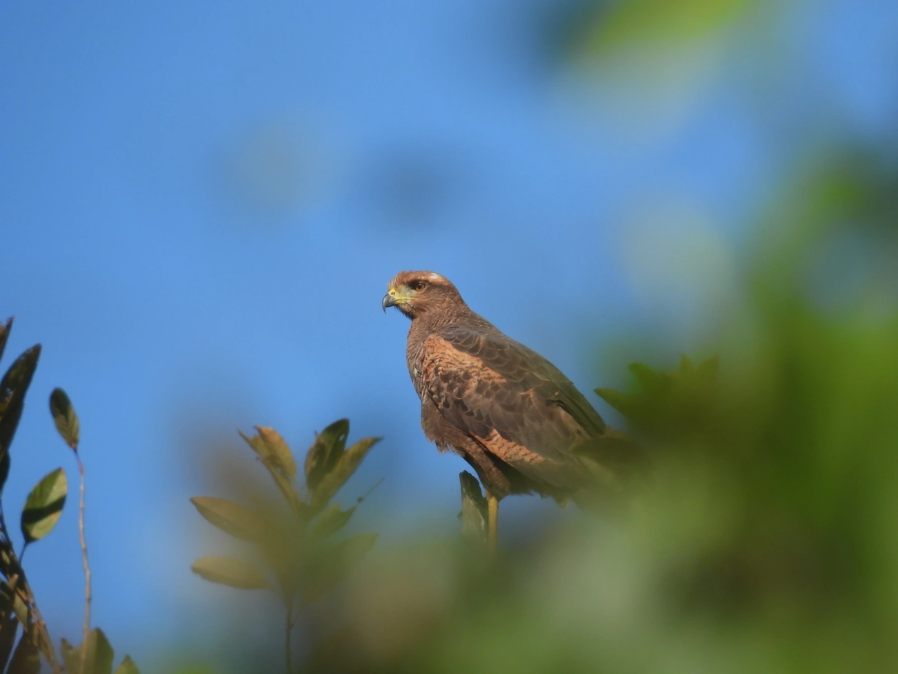 Gavião-caboclo (Buteogallus meridionalis), aves, fotografado em Maresias, São Sebastião