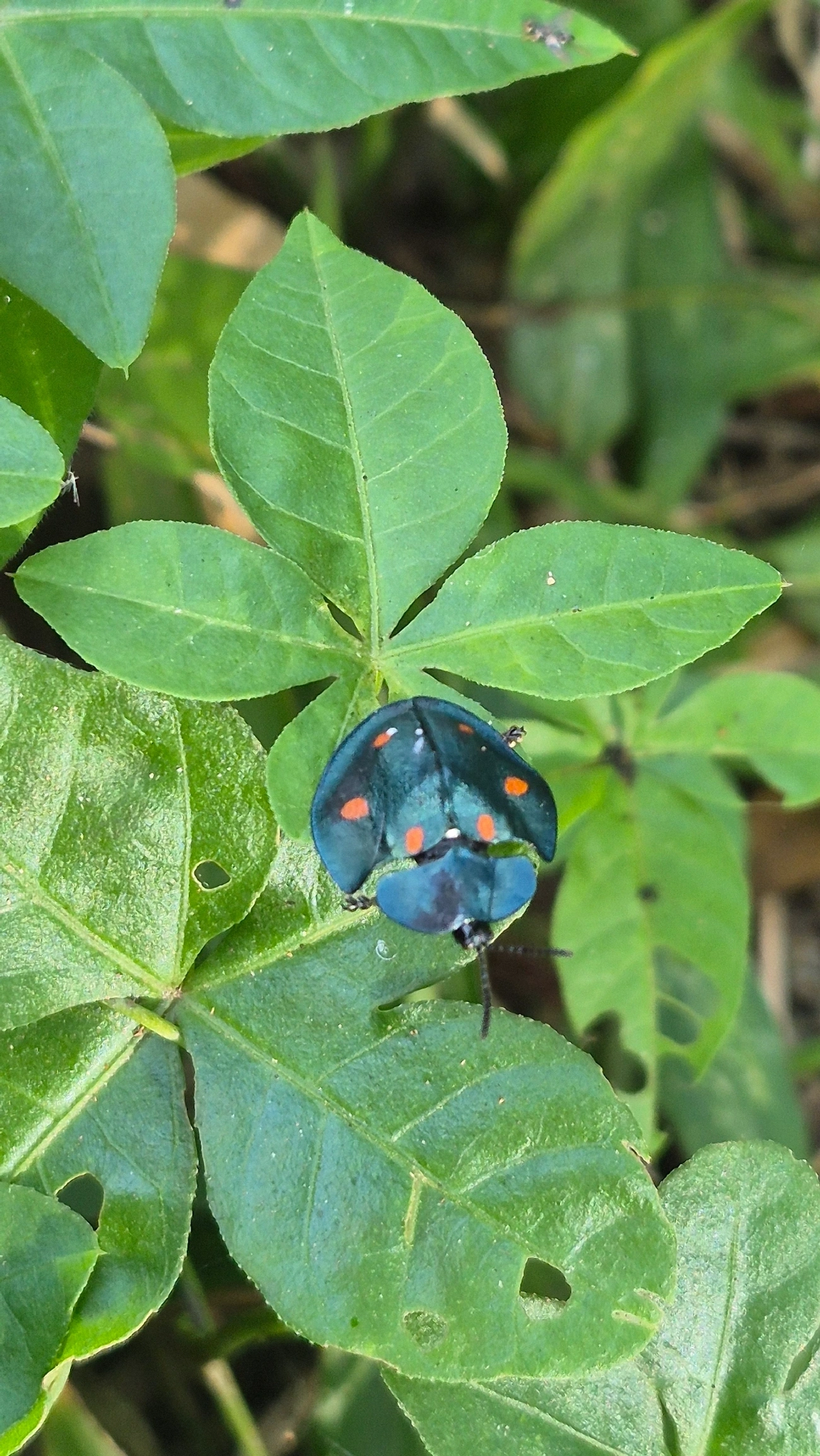 Besouro-tartaruga (Cyrtonota sexpustulata), insetos, fotografado em Boiçucanga, São Sebastião