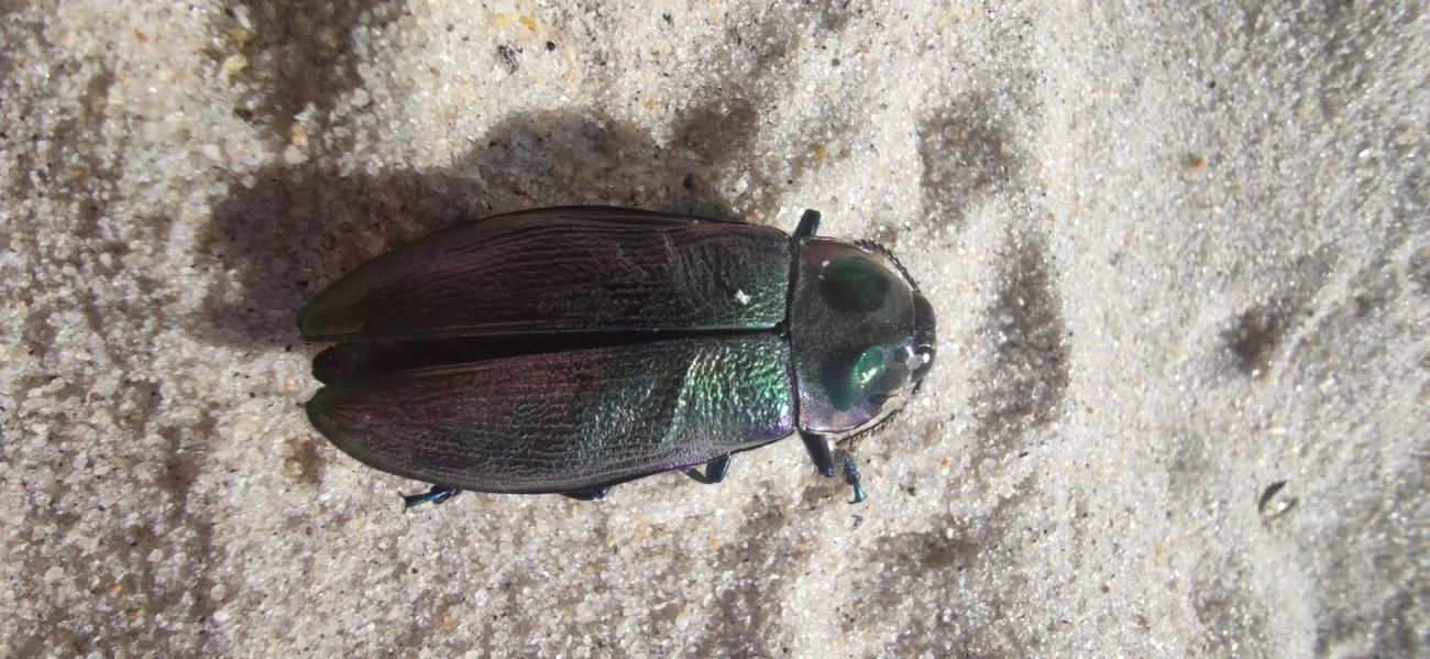 Besouro-jóia-gigante (Euchroma giganteum), insetos, fotografado em Maresias, São Sebastião