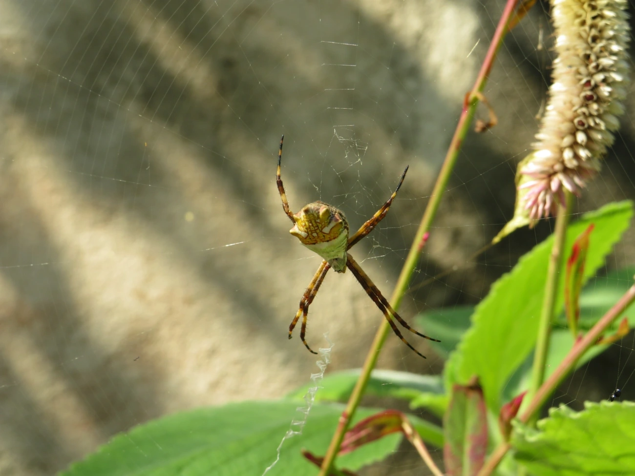 Aranha-de-prata (Argiope argentata), aracnídeos, fotografado em Maresias, São Sebastião