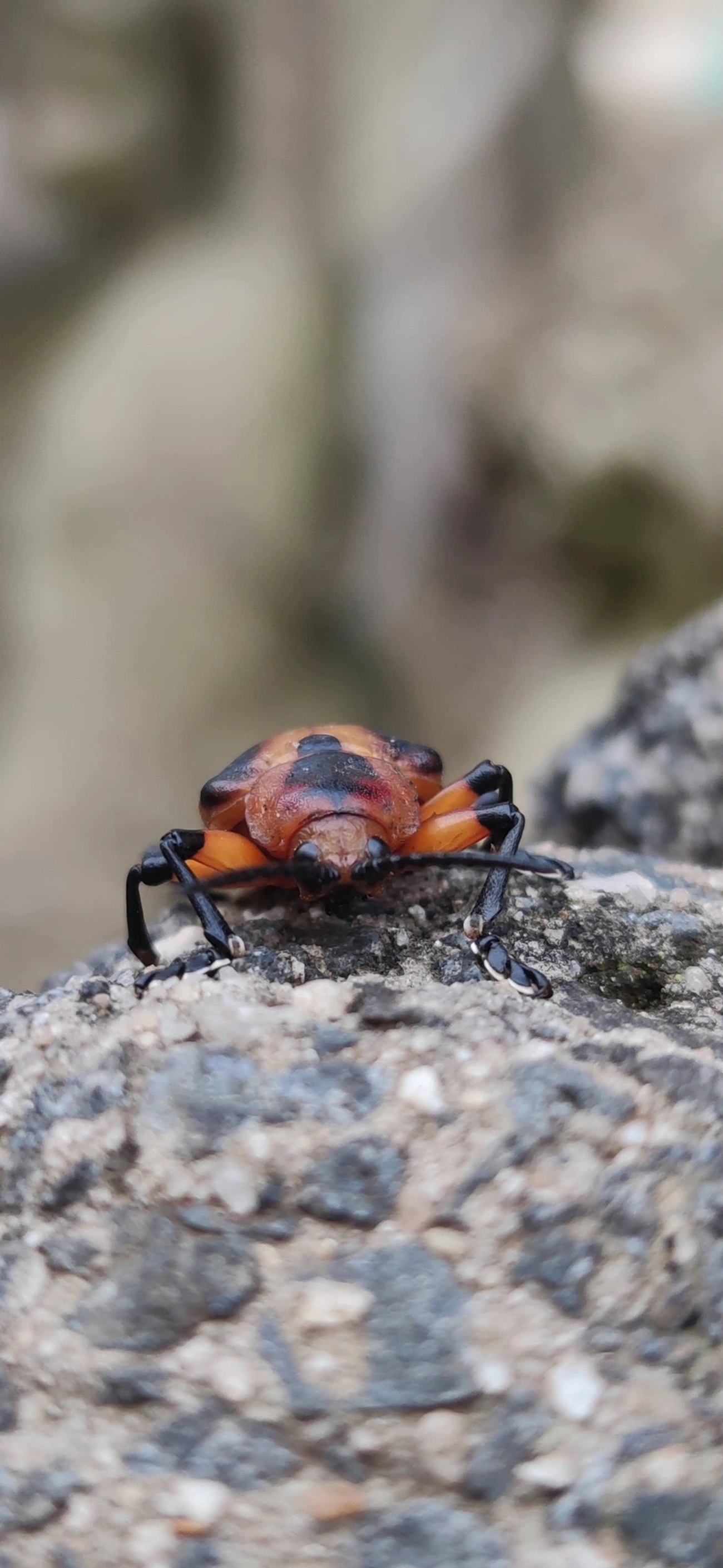 Mecistomela marginata, insetos, fotografado em Maresias, São Sebastião