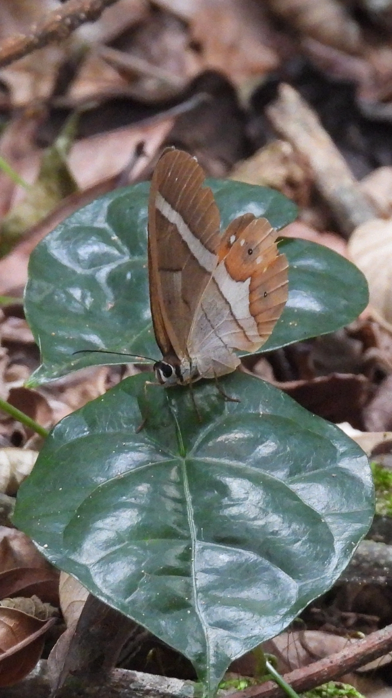Pierella nereis, insetos, fotografado em Cabreúva