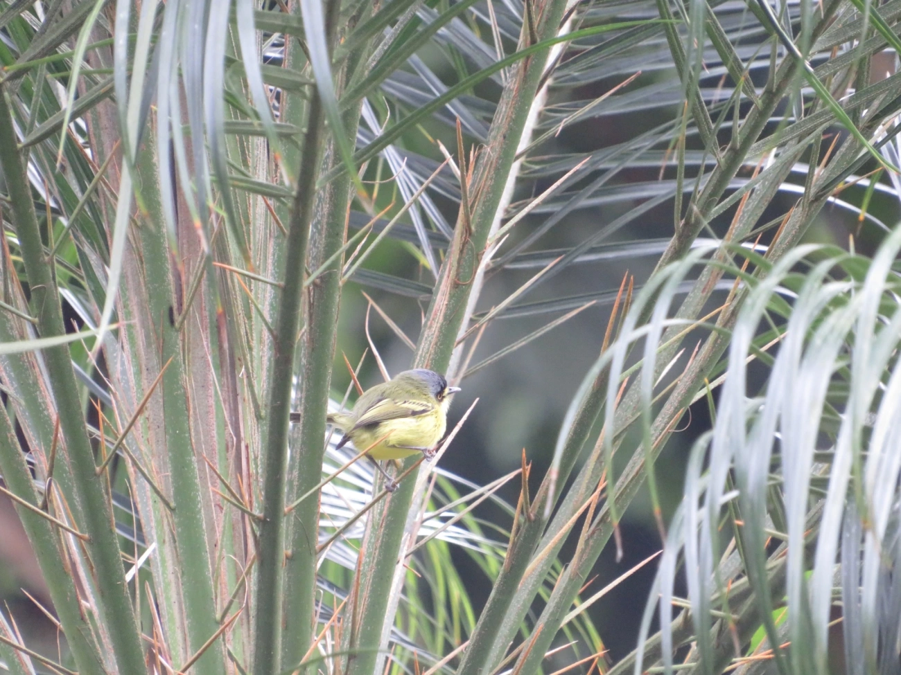 Teque-teque (Todirostrum poliocephalum), aves, fotografado em Maresias, São Sebastião