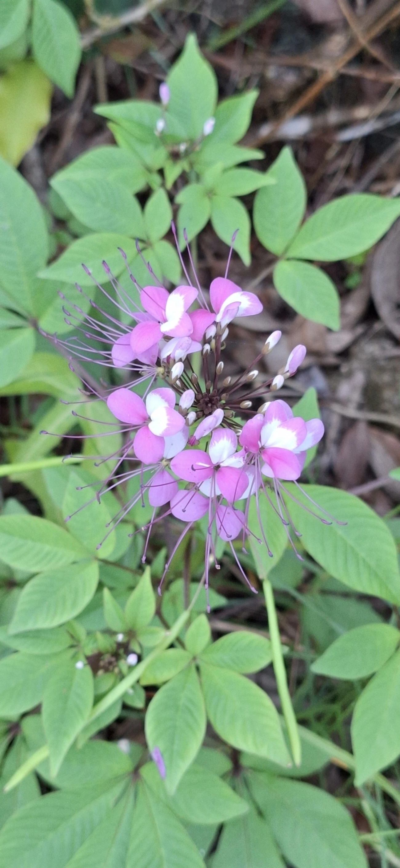Mussambê (Cleome houtteana), plantas, fotografado em Maresias, São Sebastião