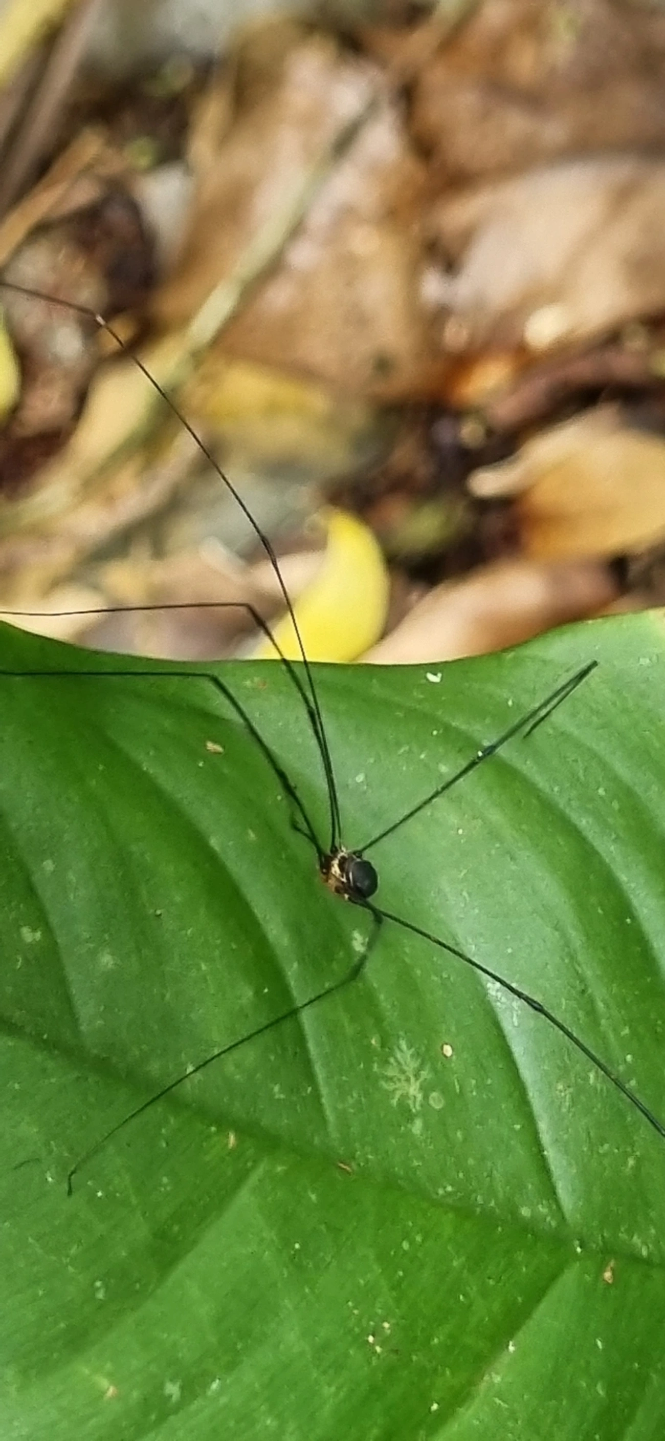 Gagrellinae, aracnídeos, fotografado em Paúba, São Sebastião