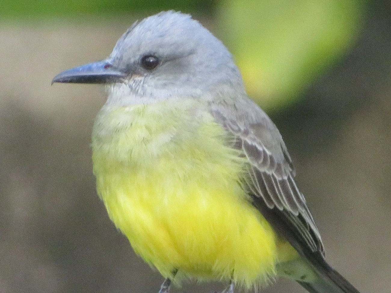 Suiriri (Tyrannus melancholicus), aves, fotografado em Maresias, São Sebastião