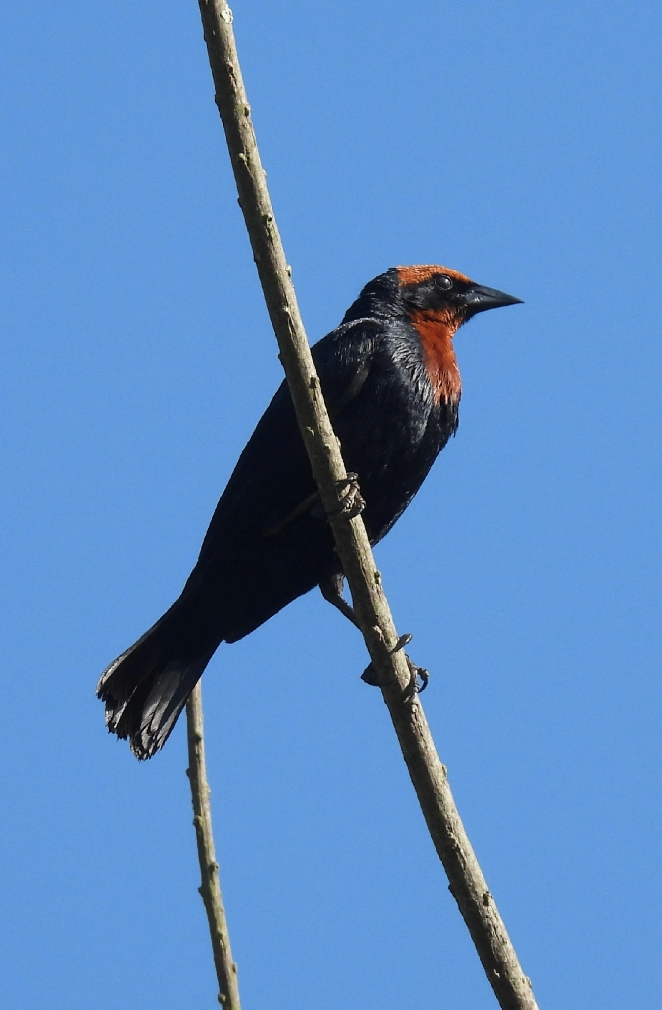 Garibaldi (Chrysomus ruficapillus), aves, fotografado em Queluz