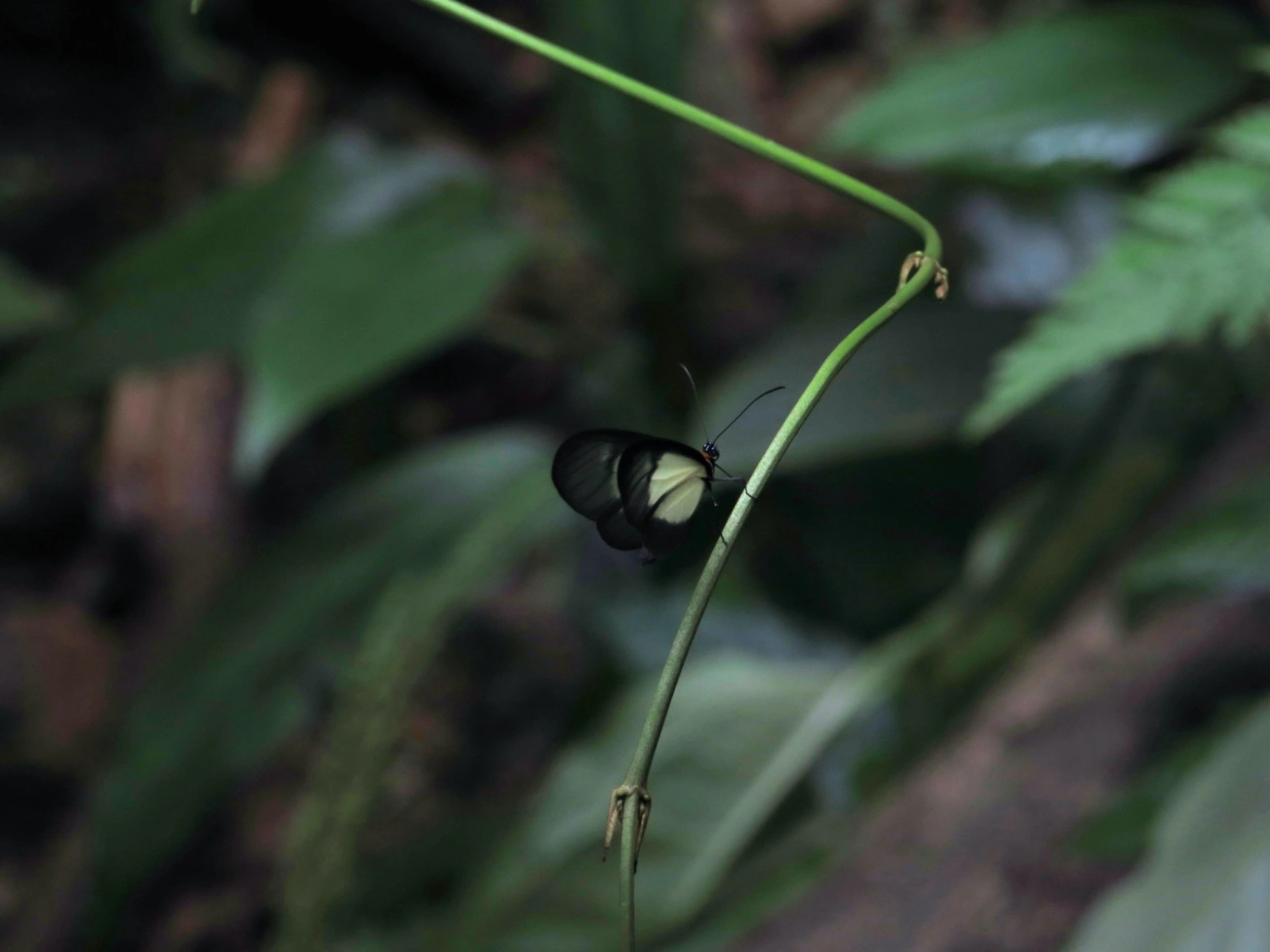 Borboleta-de-vidro-scada (Scada karschina), insetos, fotografado em Maresias, São Sebastião