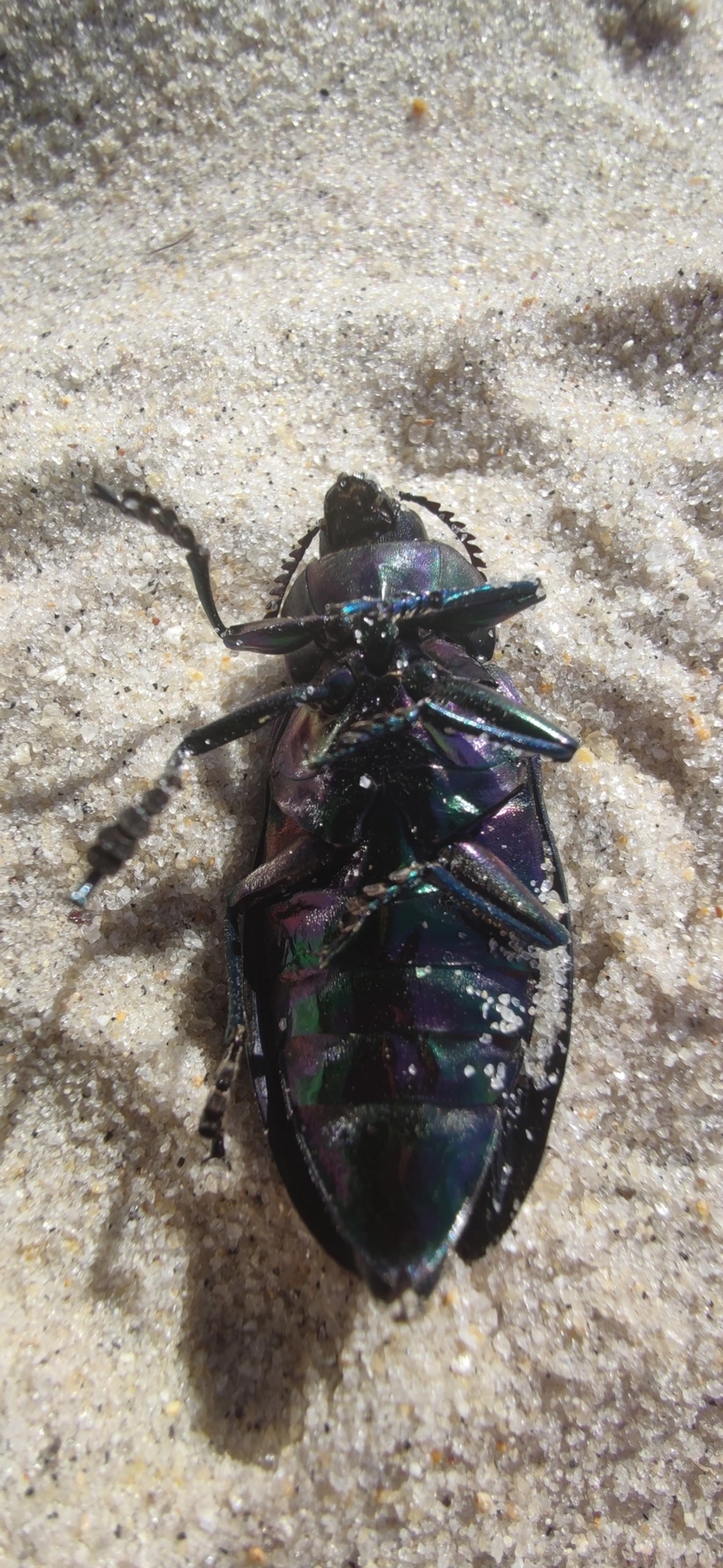 Besouro-jóia-gigante (Euchroma giganteum), insetos, fotografado em Maresias, São Sebastião
