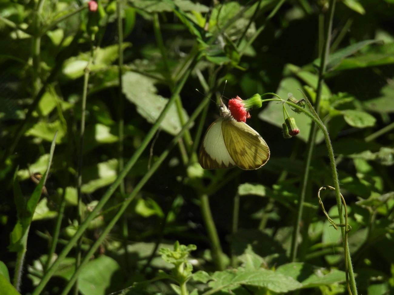Borboleta-da-couve (Ascia monuste), insetos, fotografado em Maresias, São Sebastião