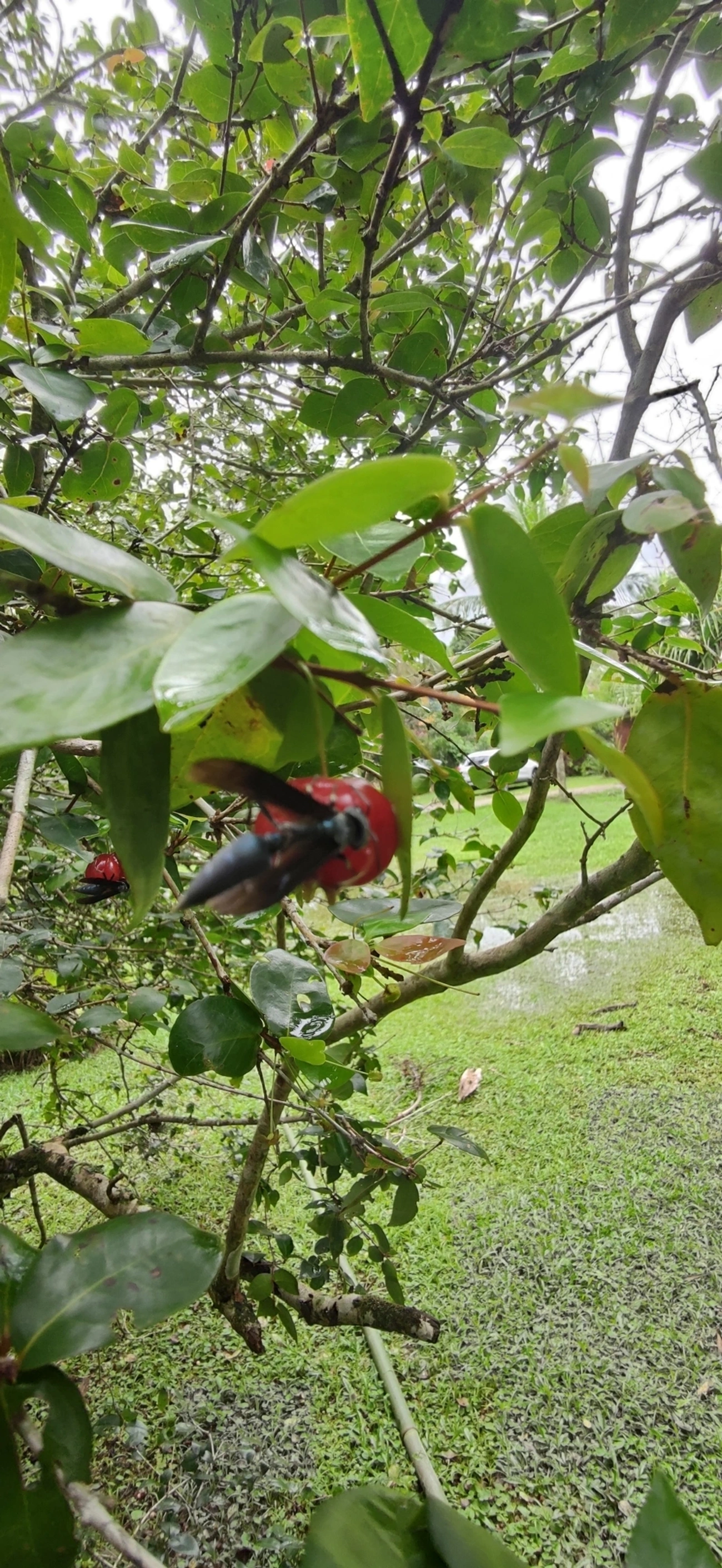 Marimbondo-tatu (Synoeca cyanea), insetos, fotografado em Maresias, São Sebastião