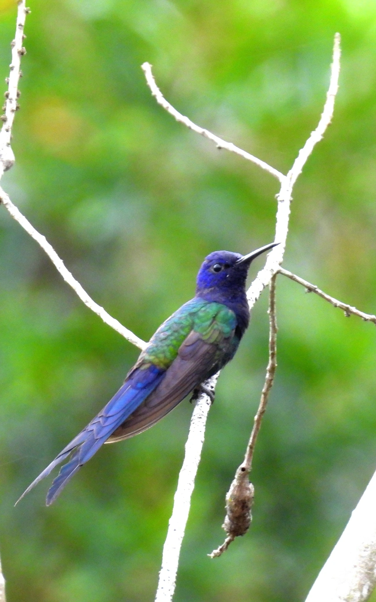 Beija-flor-tesoura (Eupetomena macroura), aves, fotografado em Perequê, Ilhabela