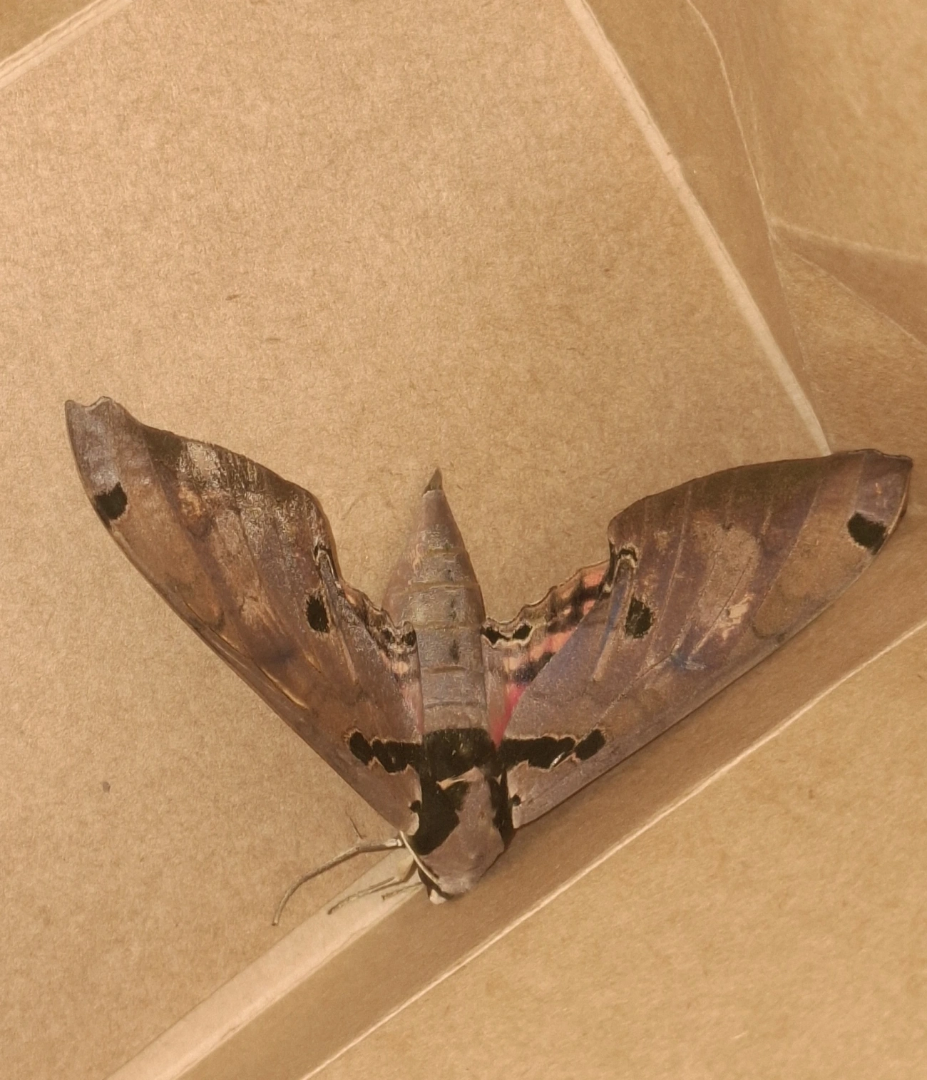Mariposa-esfinge-daphne (Adhemarius daphne), insetos, fotografado em Maresias, São Sebastião