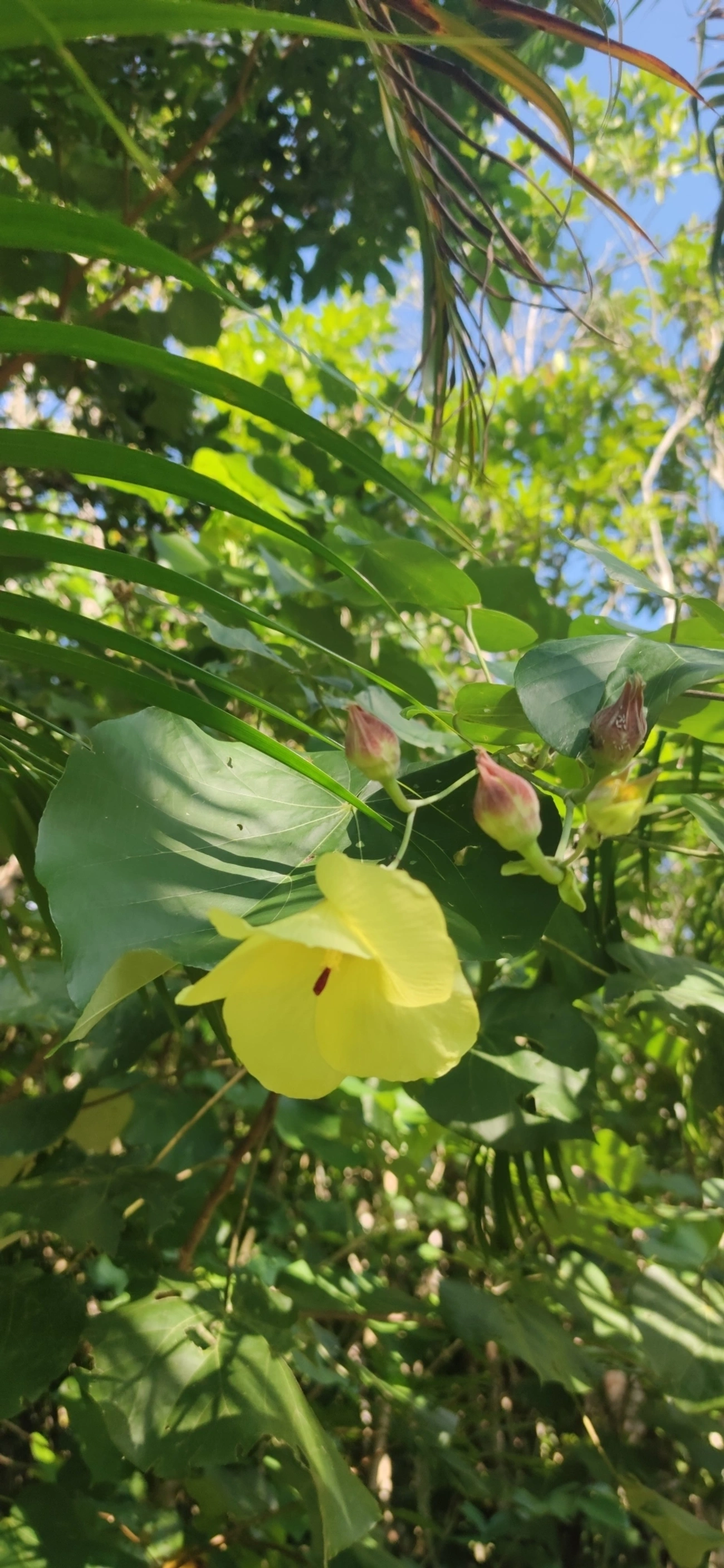 Algodoeiro-da-praia (Hibiscus tiliaceus), plantas, fotografado em Maresias, São Sebastião