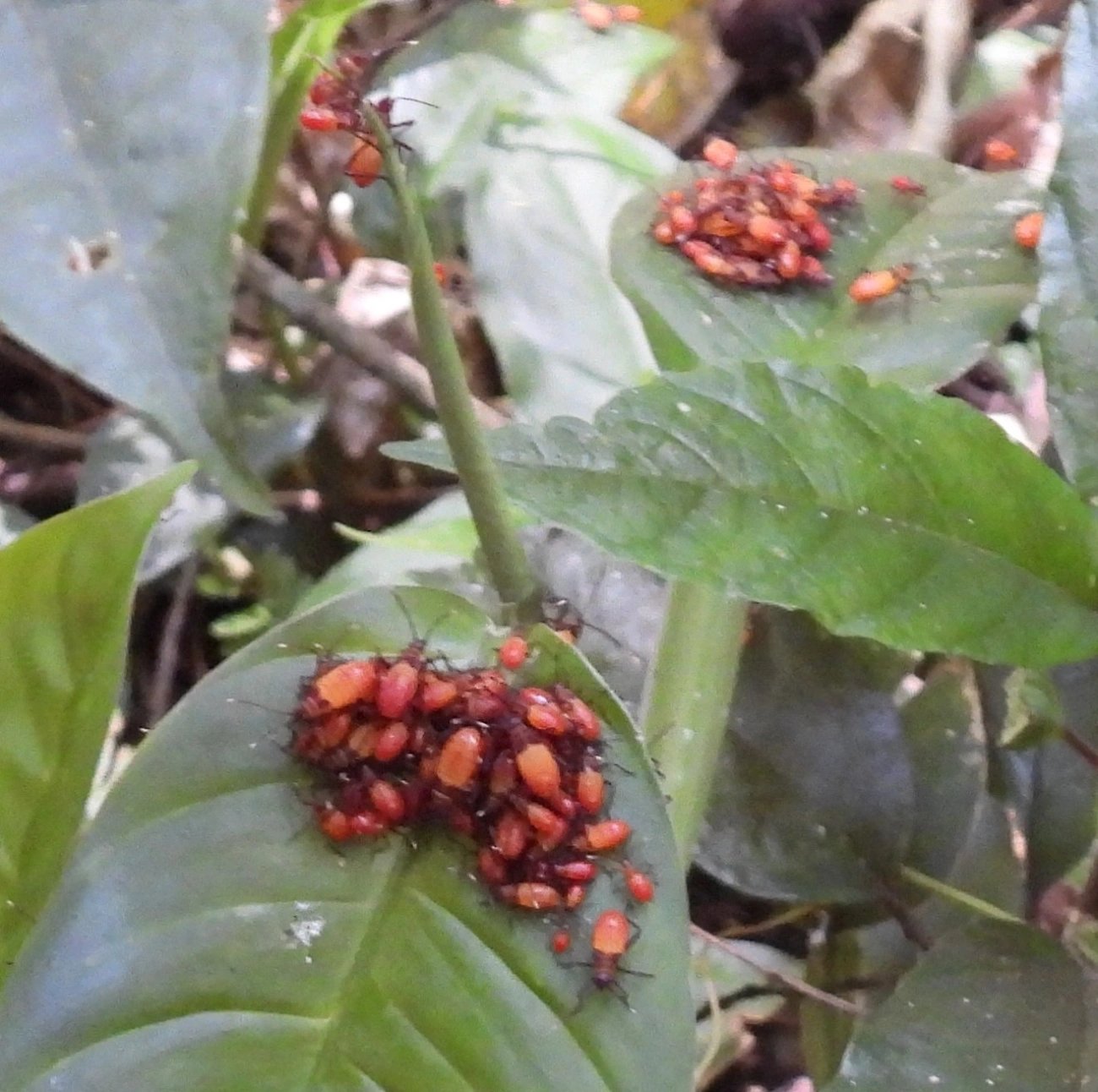 Serinethinae, insetos, fotografado em Cabreúva