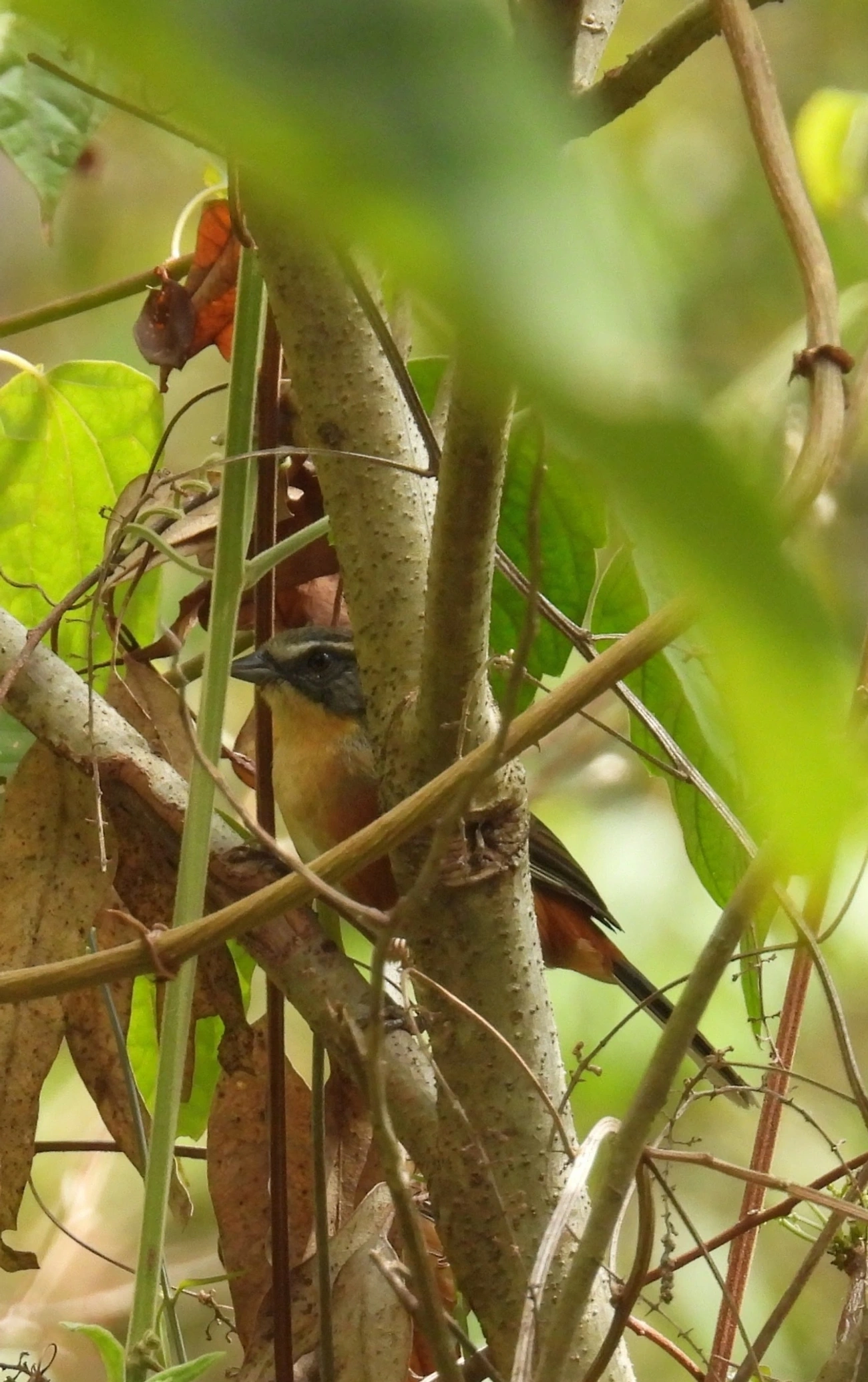 Quete-do-Sudeste (Microspingus lateralis), aves, fotografado em Itamonte