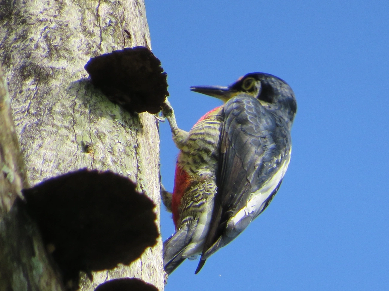 Benedito-de-testa-amarela (Melanerpes flavifrons), aves, fotografado em Maresias, São Sebastião
