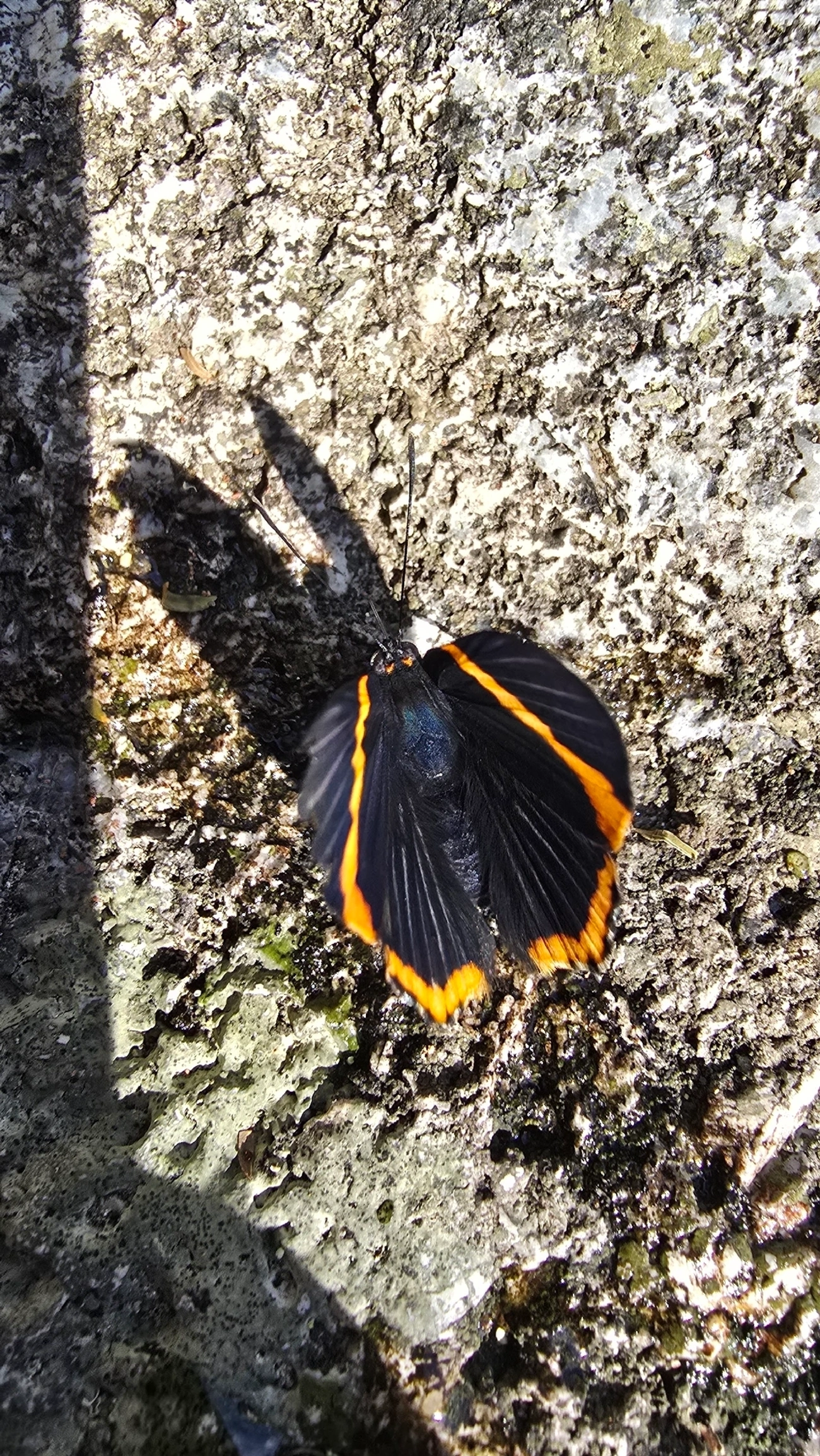 Borboleta-metal lycisca (Riodina lycisca), insetos, fotografado em Queluz