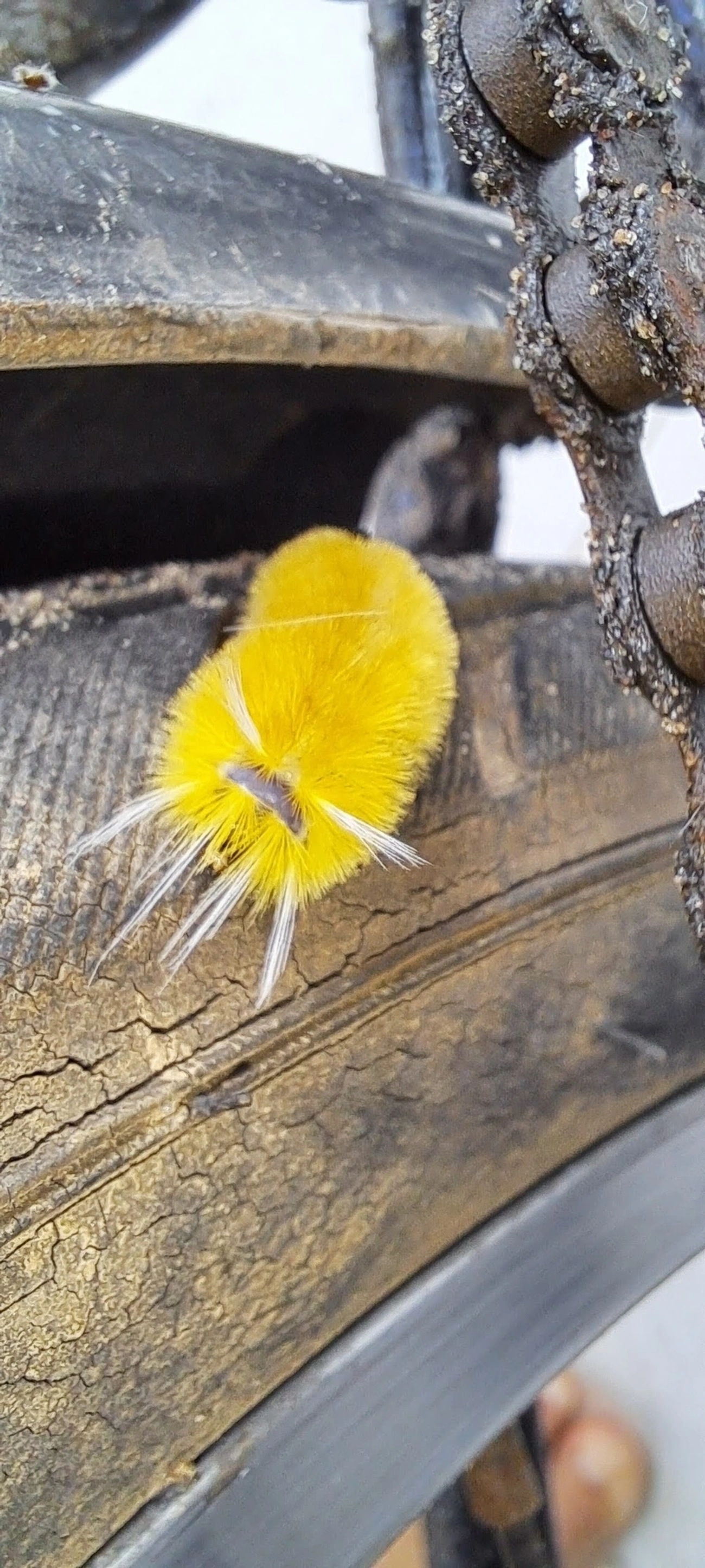 Mariposa-urso-de-Santa Ana (Lophocampa annulosa), insetos, fotografado em Maresias, São Sebastião