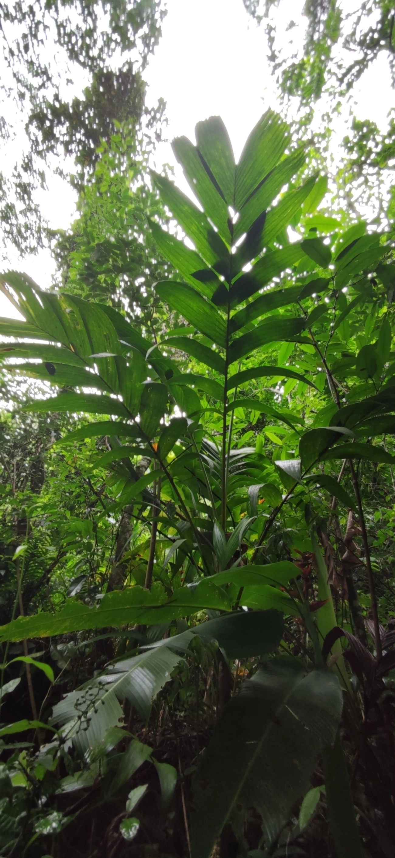 Palmeira-marfim (Pinanga coronata), plantas, fotografado em Maresias, São Sebastião
